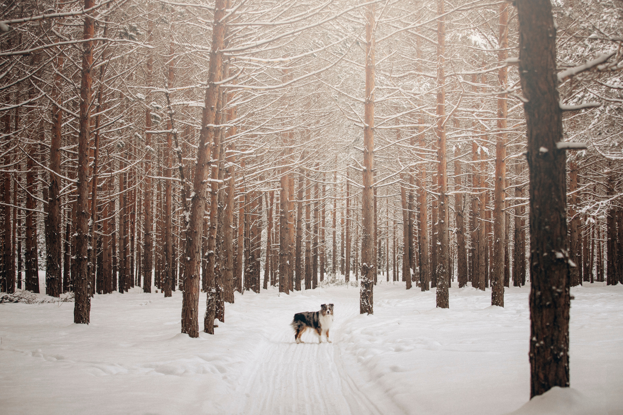 Айк и его семья. Фотограф — Анималист | Санкт-Петербург