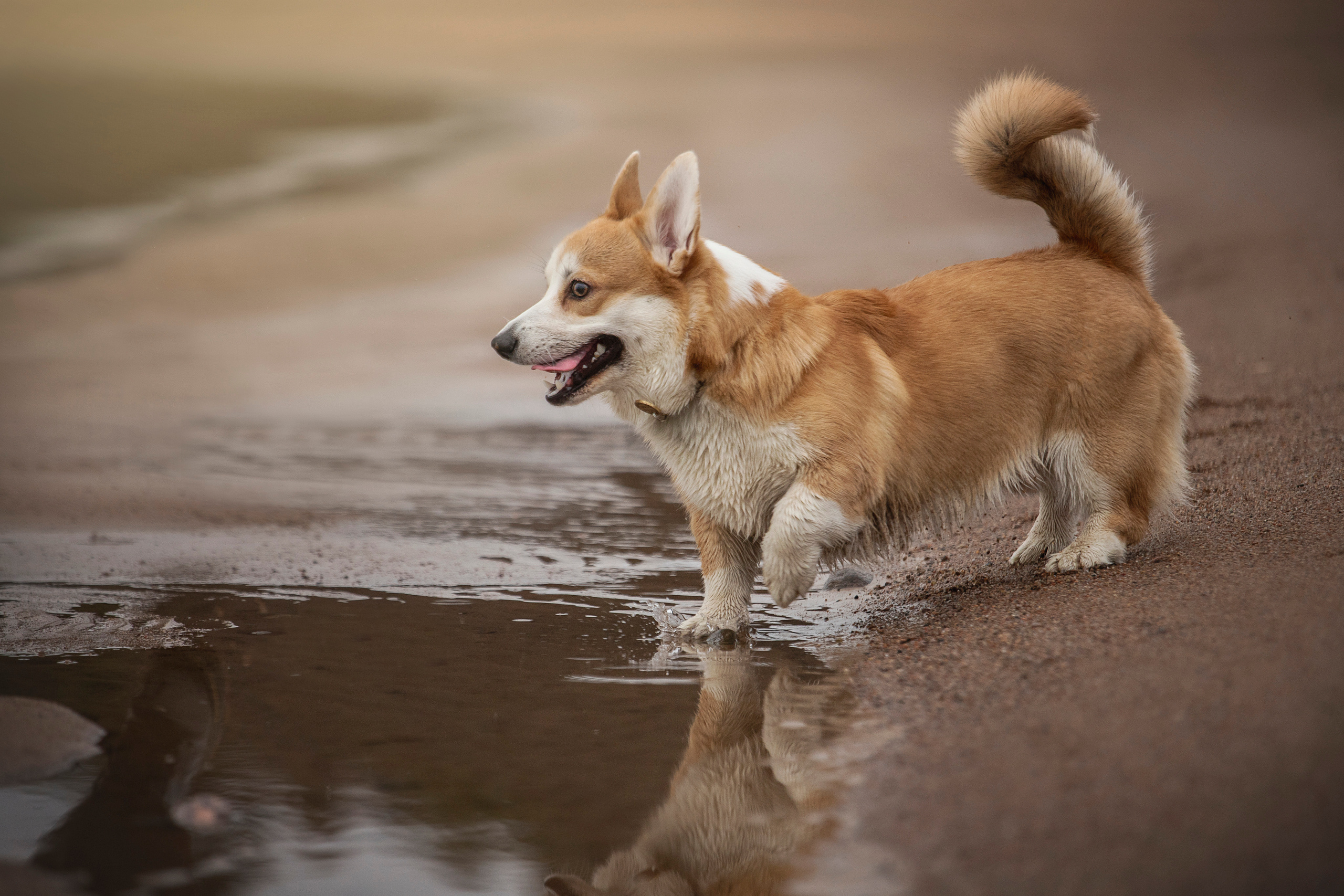 Барни и его семья. Фотограф — Анималист | Санкт-Петербург