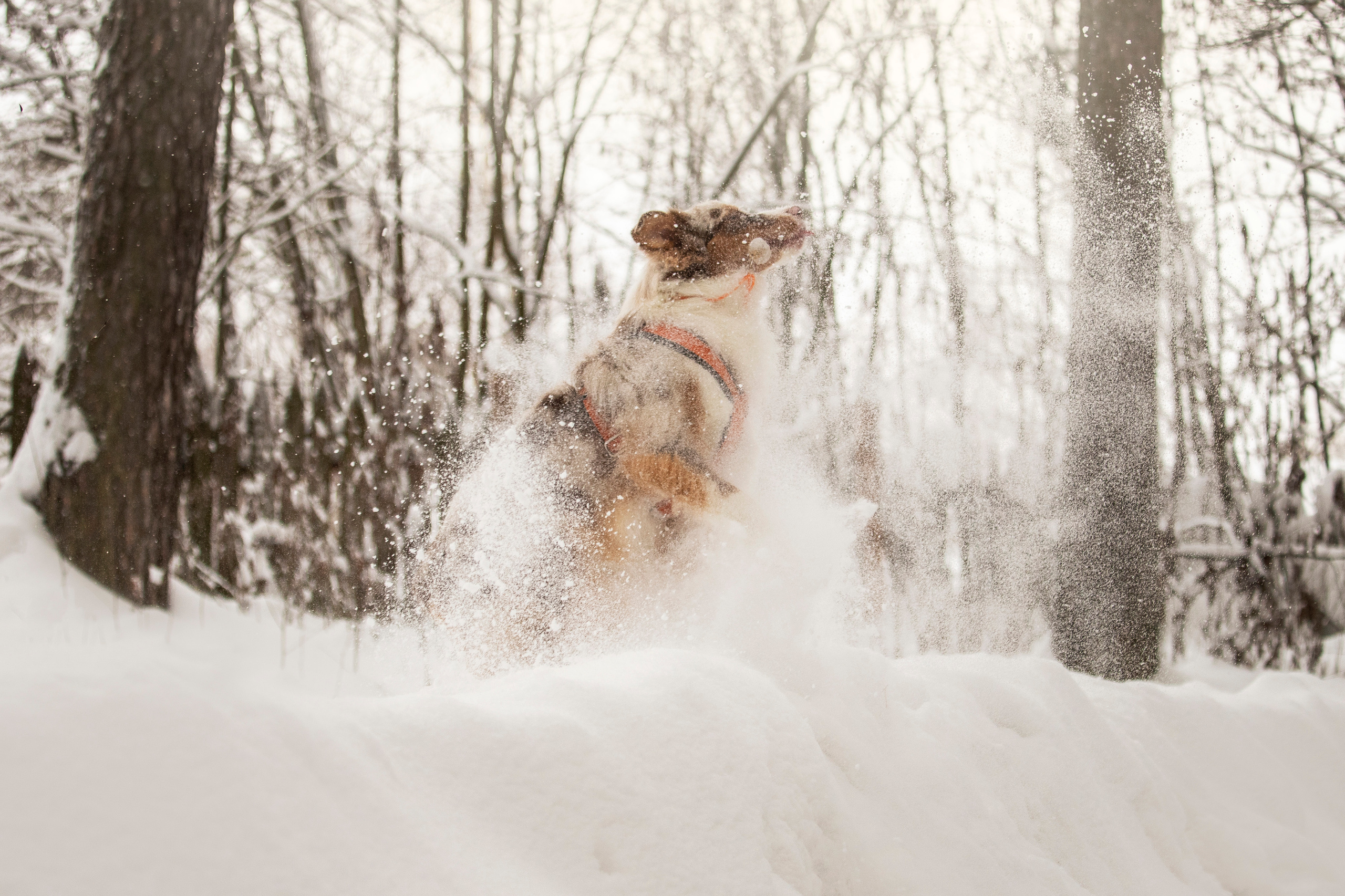 Делик, Скай и их семья. Фотограф — Анималист | Санкт-Петербург