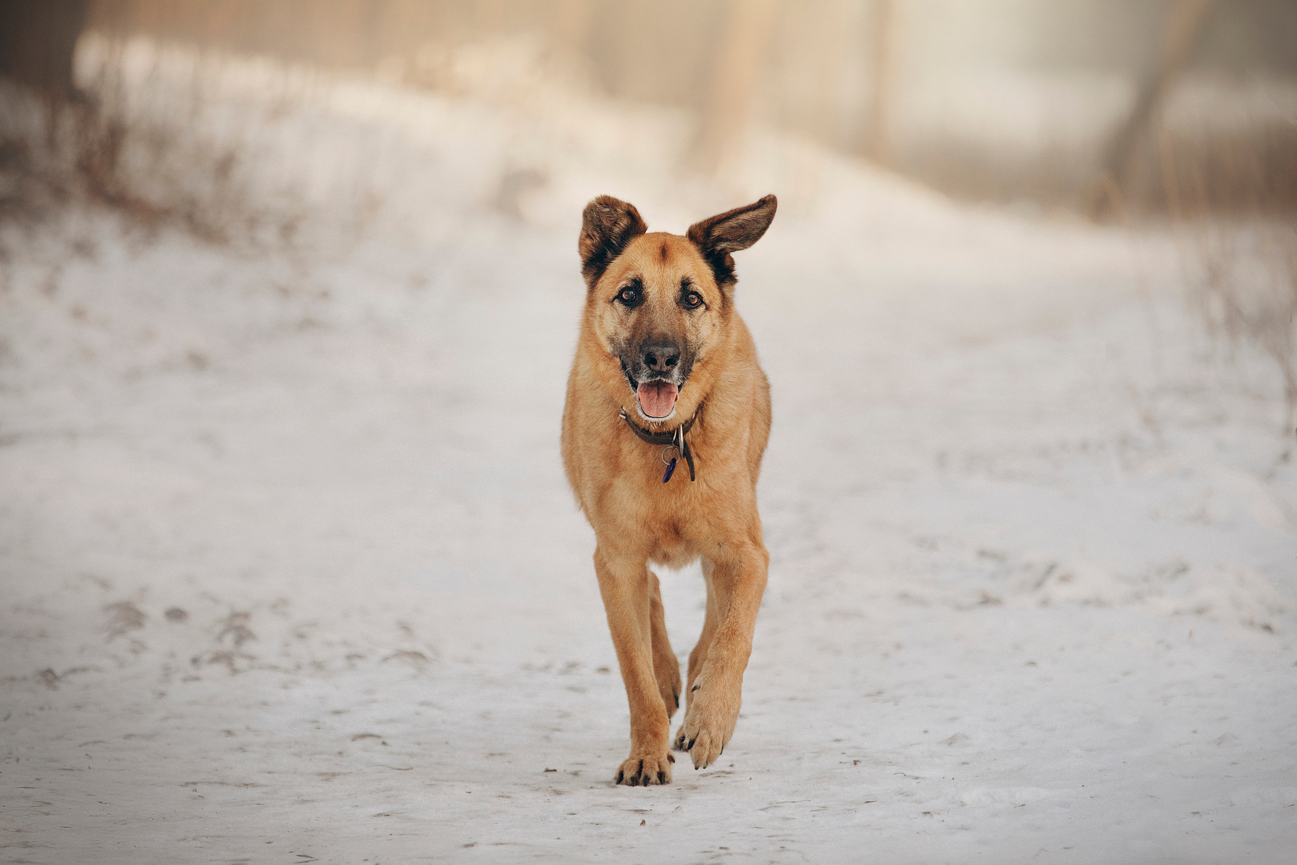 Олеся и Бу. Фотограф — Анималист | Санкт-Петербург