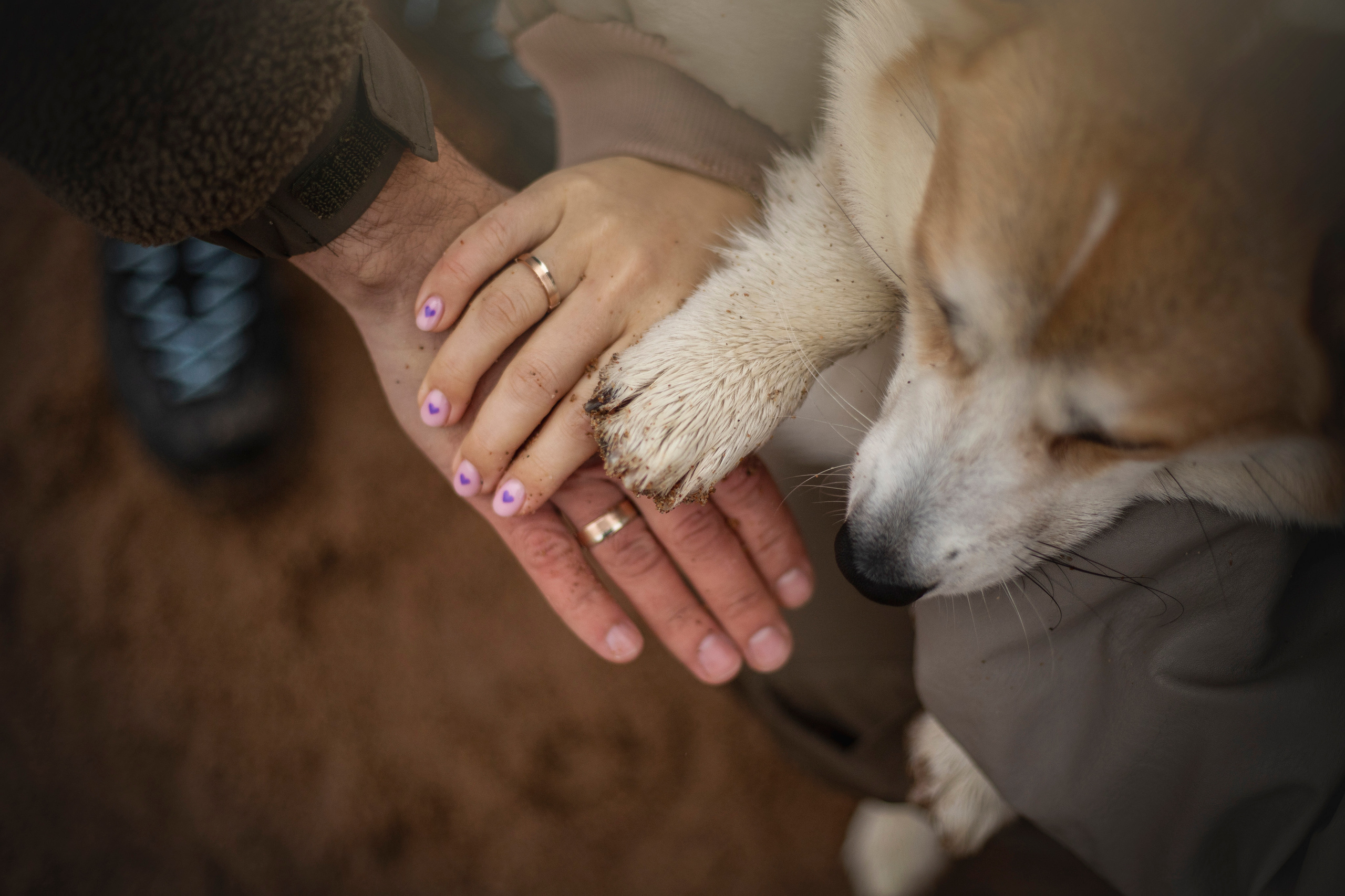 Барни и его семья. Фотограф — Анималист | Санкт-Петербург