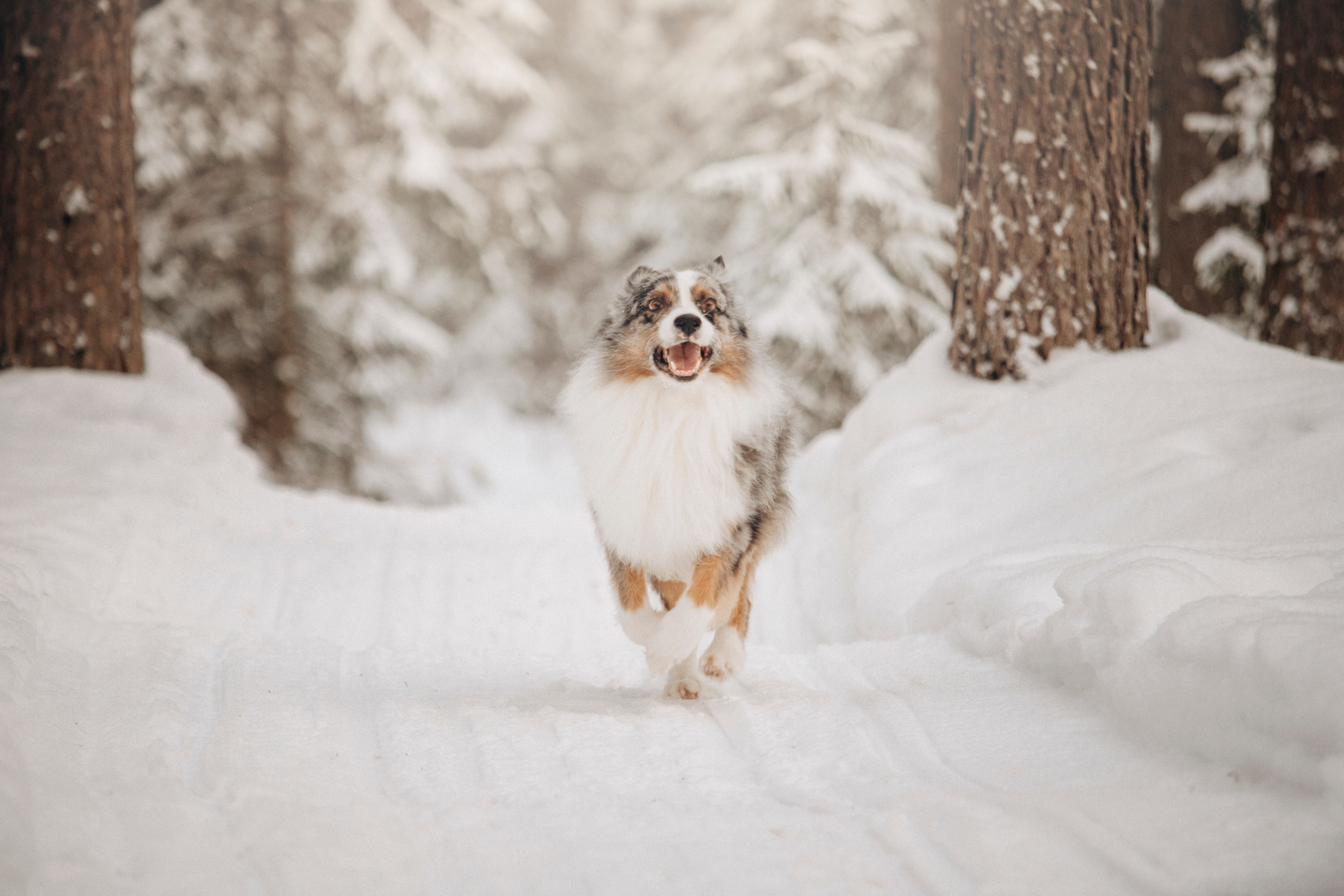 Айк и его семья. Фотограф — Анималист | Санкт-Петербург