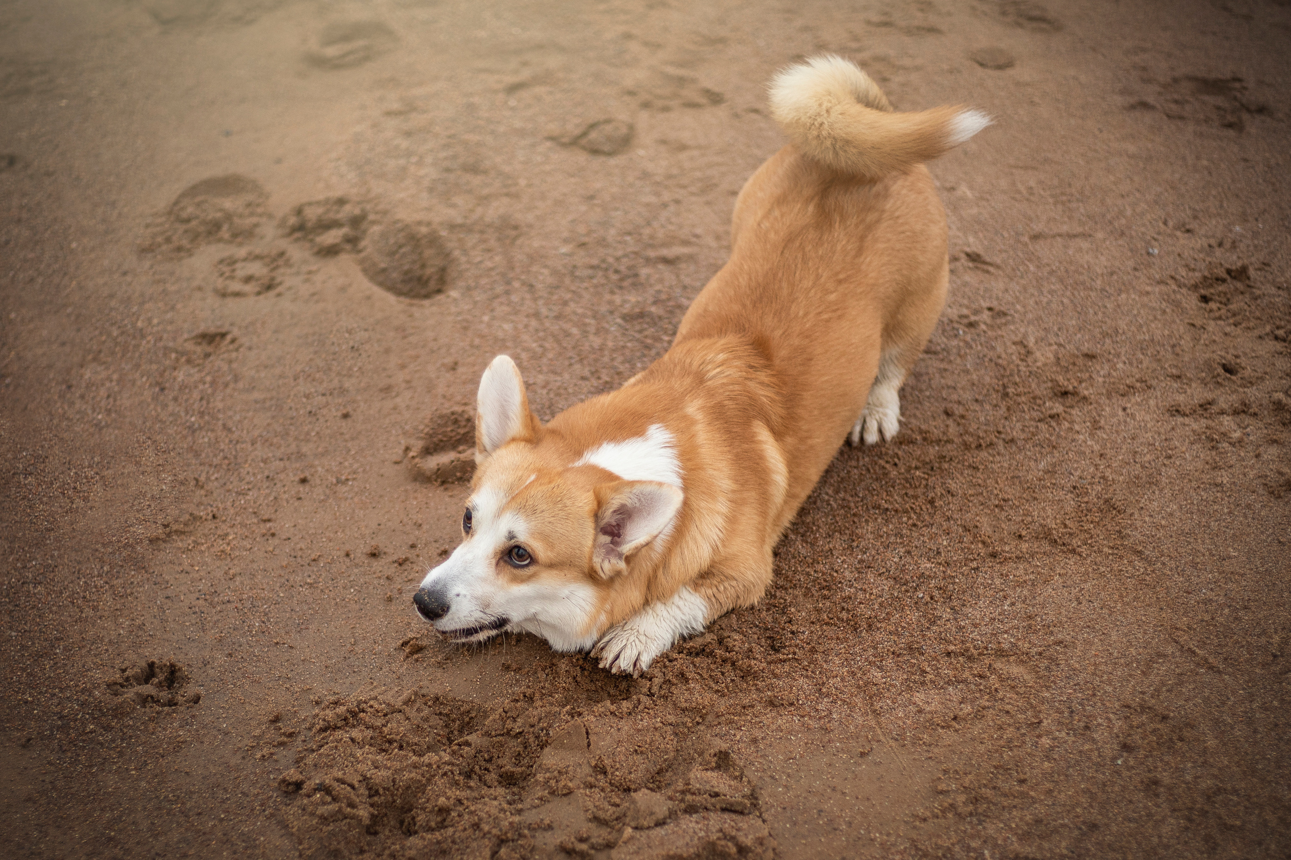 Барни и его семья. Фотограф — Анималист | Санкт-Петербург
