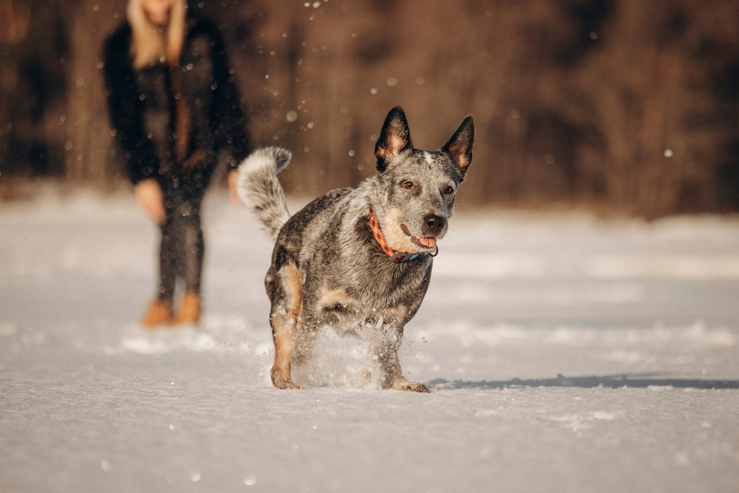 Оля и Мотя. Фотограф — Анималист | Санкт-Петербург