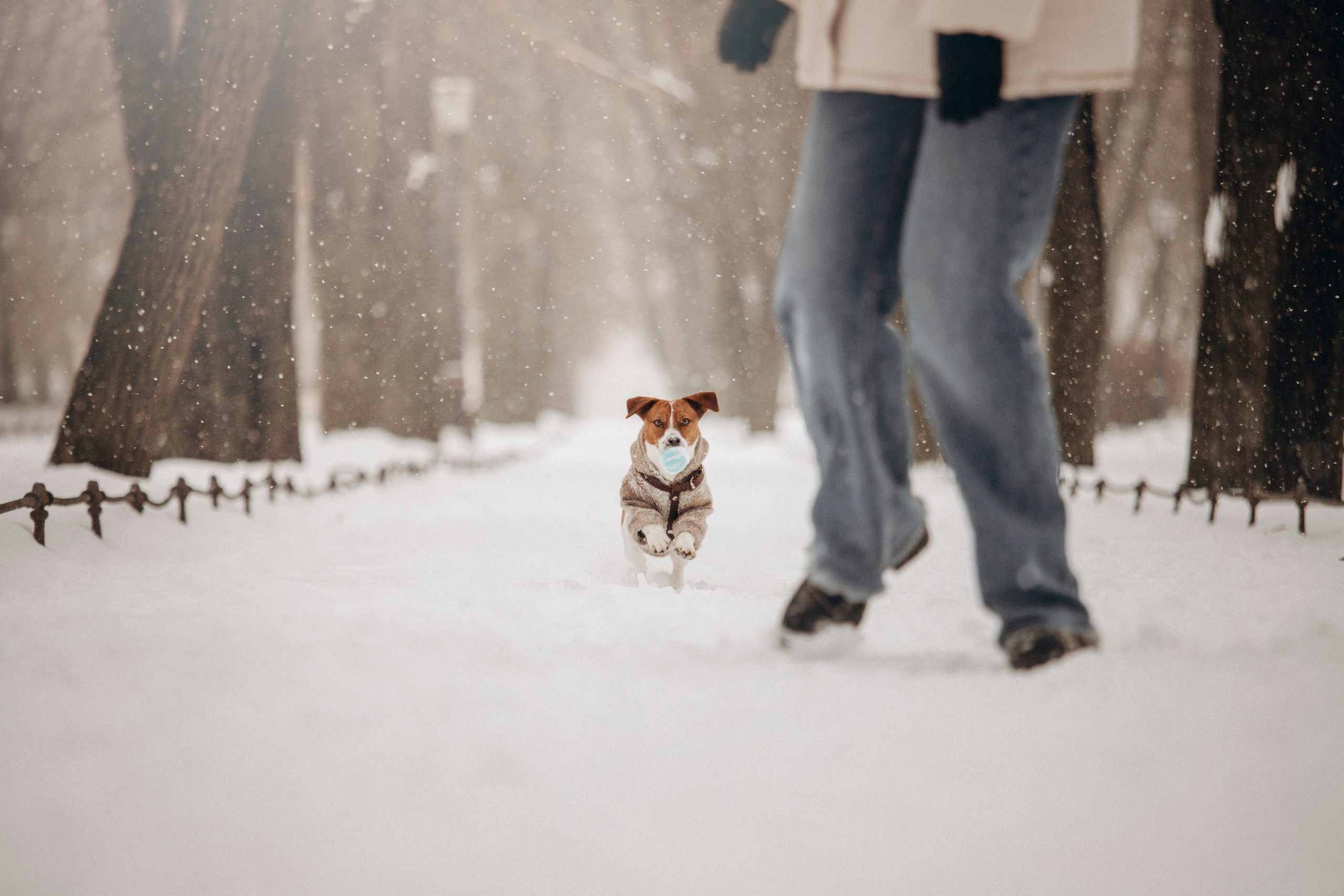 Даша и Бакс. Фотограф — Анималист | Санкт-Петербург