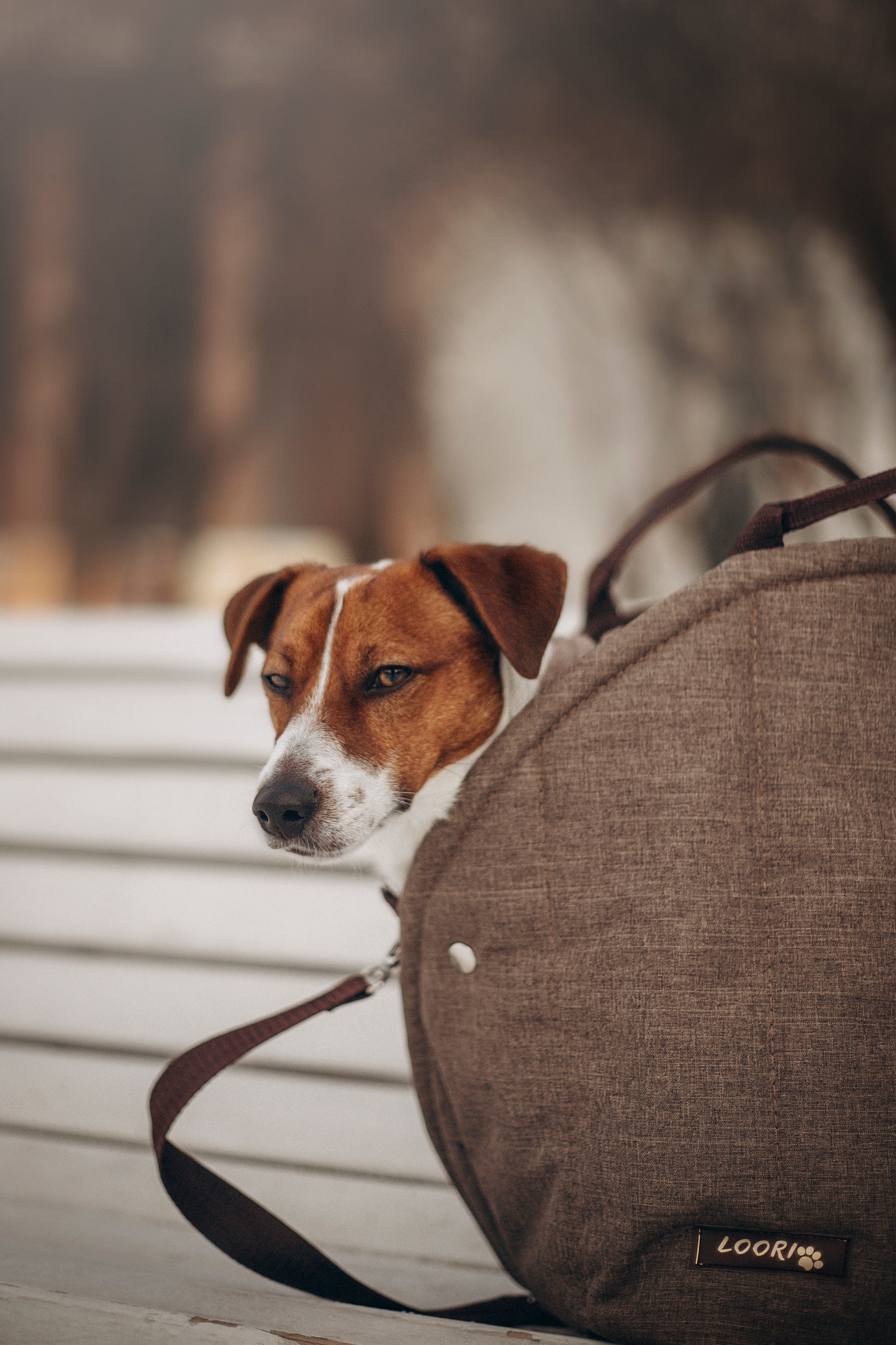 Даша и Бакс. Фотограф — Анималист | Санкт-Петербург