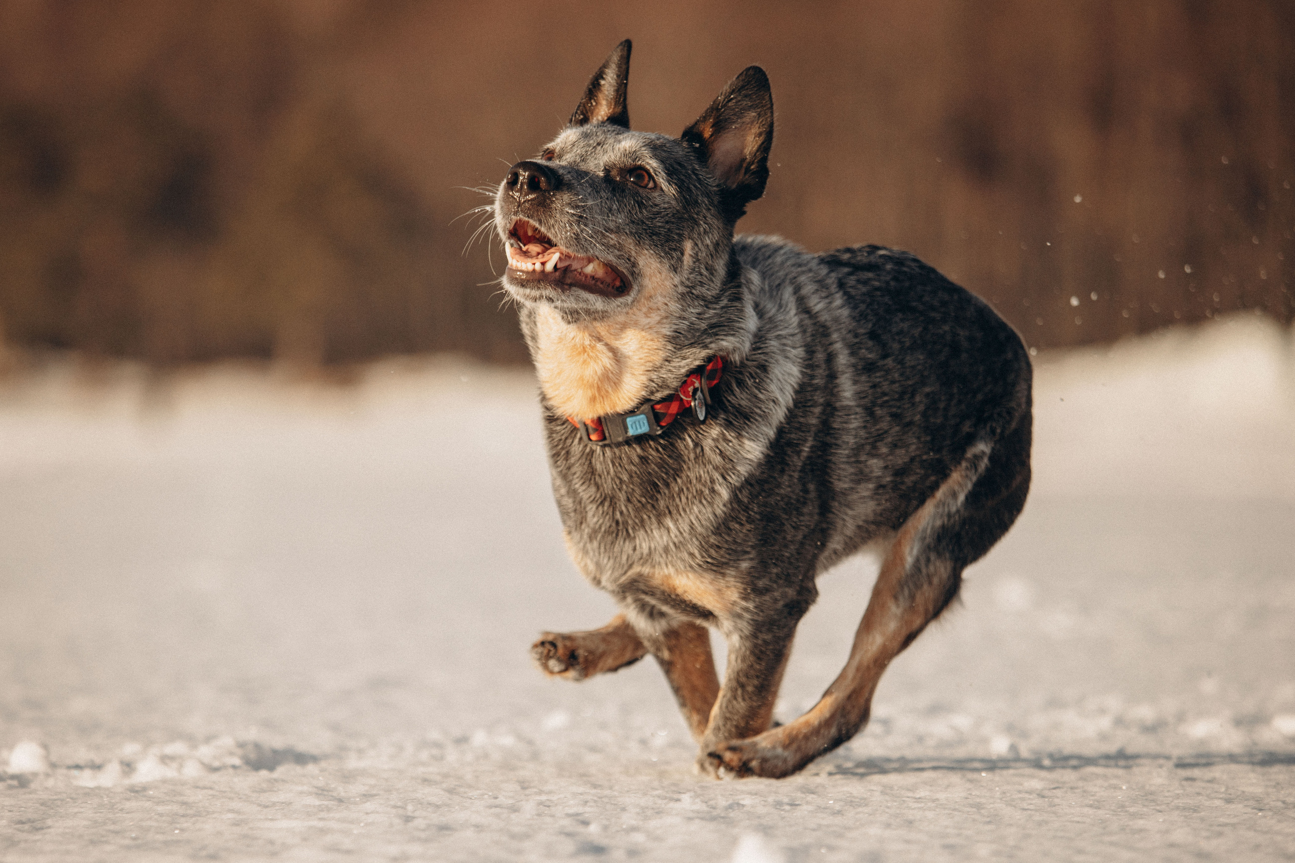 Оля и Мотя. Фотограф — Анималист | Санкт-Петербург