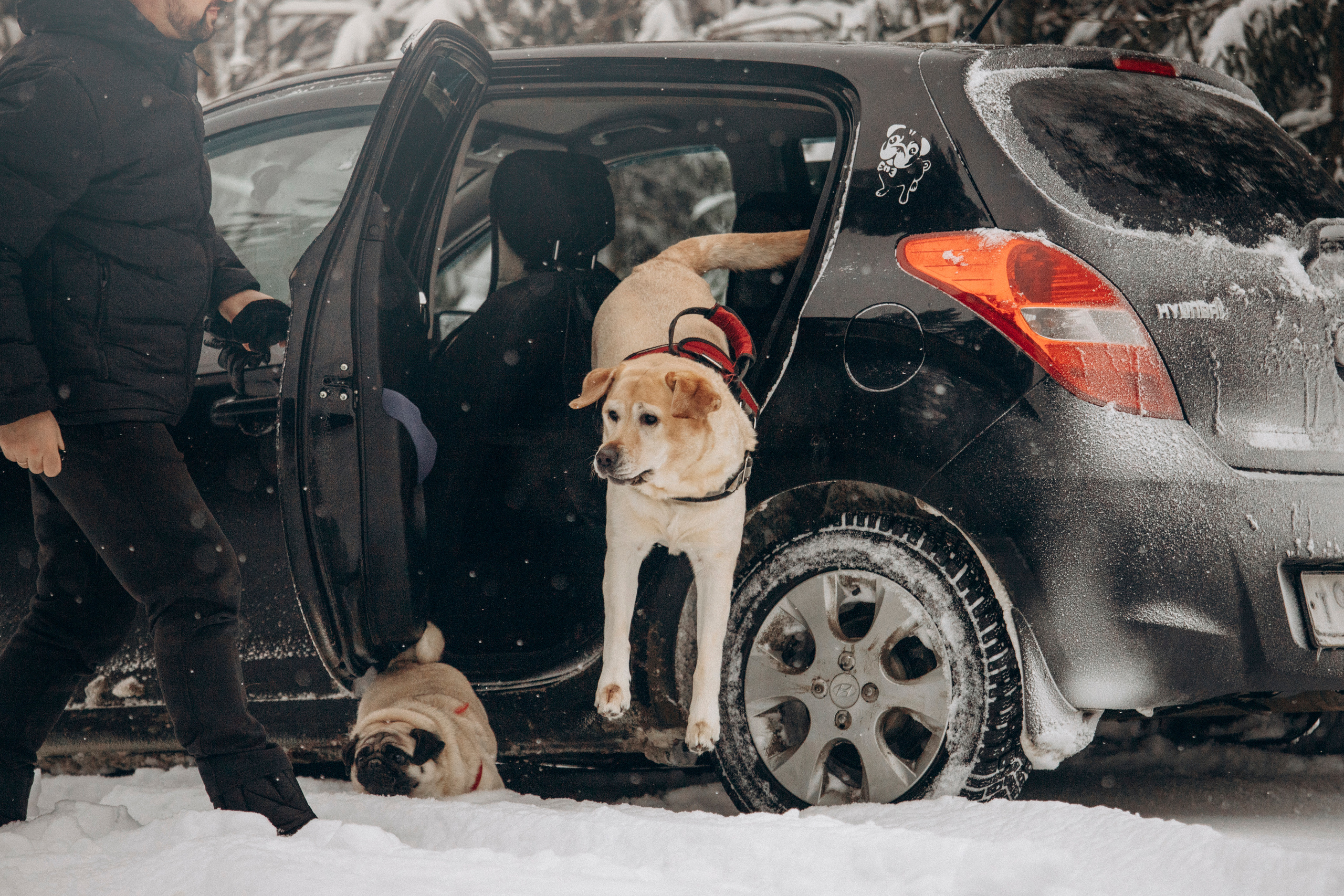 Марго, Степа и их семья. Фотограф — Анималист | Санкт-Петербург