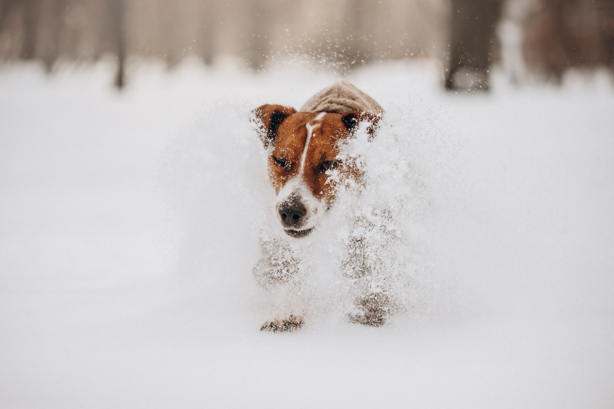 Даша и Бакс. Фотограф — Анималист | Санкт-Петербург