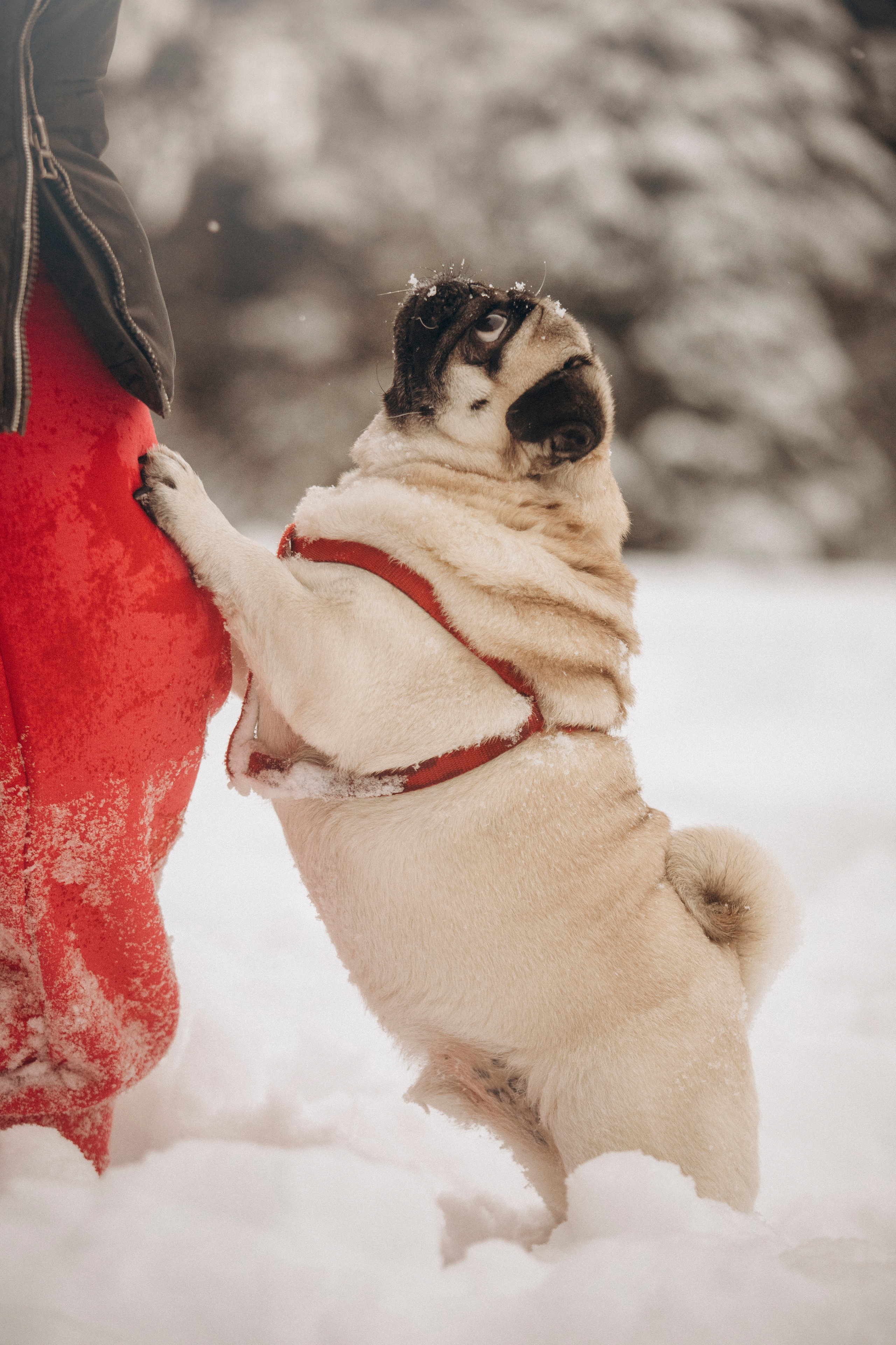 Марго, Степа и их семья. Фотограф — Анималист | Санкт-Петербург