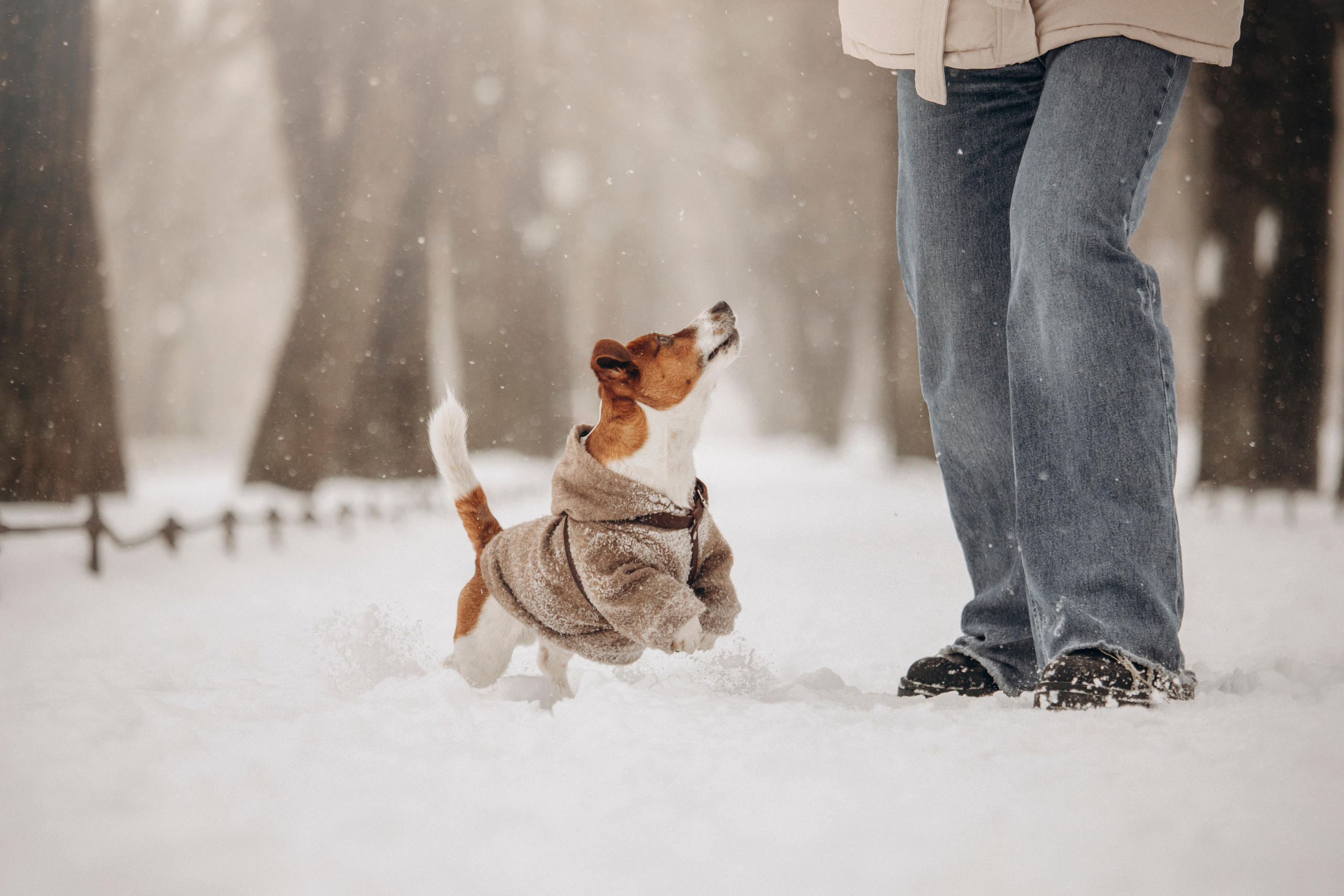 Даша и Бакс. Фотограф — Анималист | Санкт-Петербург