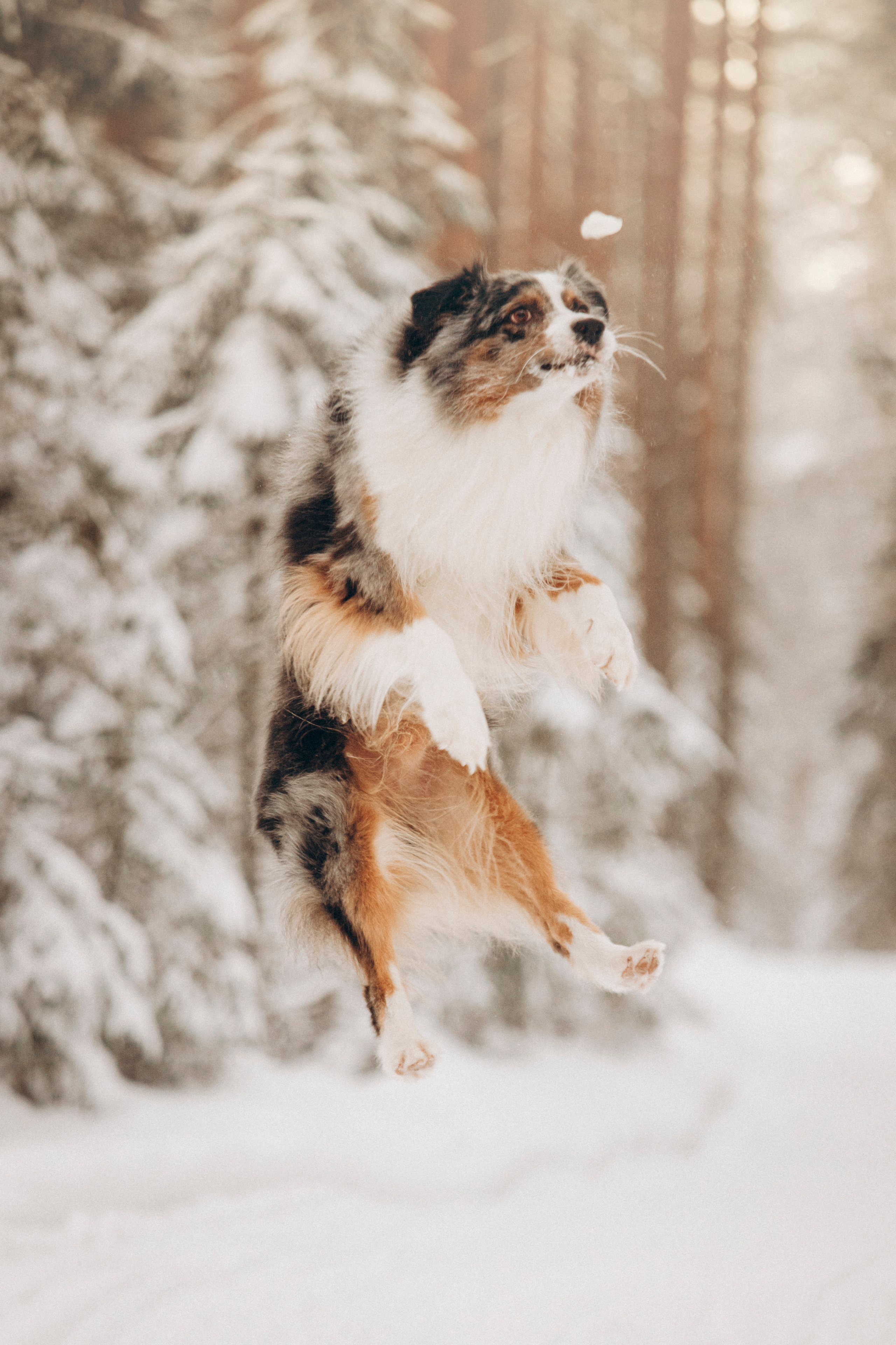 Айк и его семья. Фотограф — Анималист | Санкт-Петербург