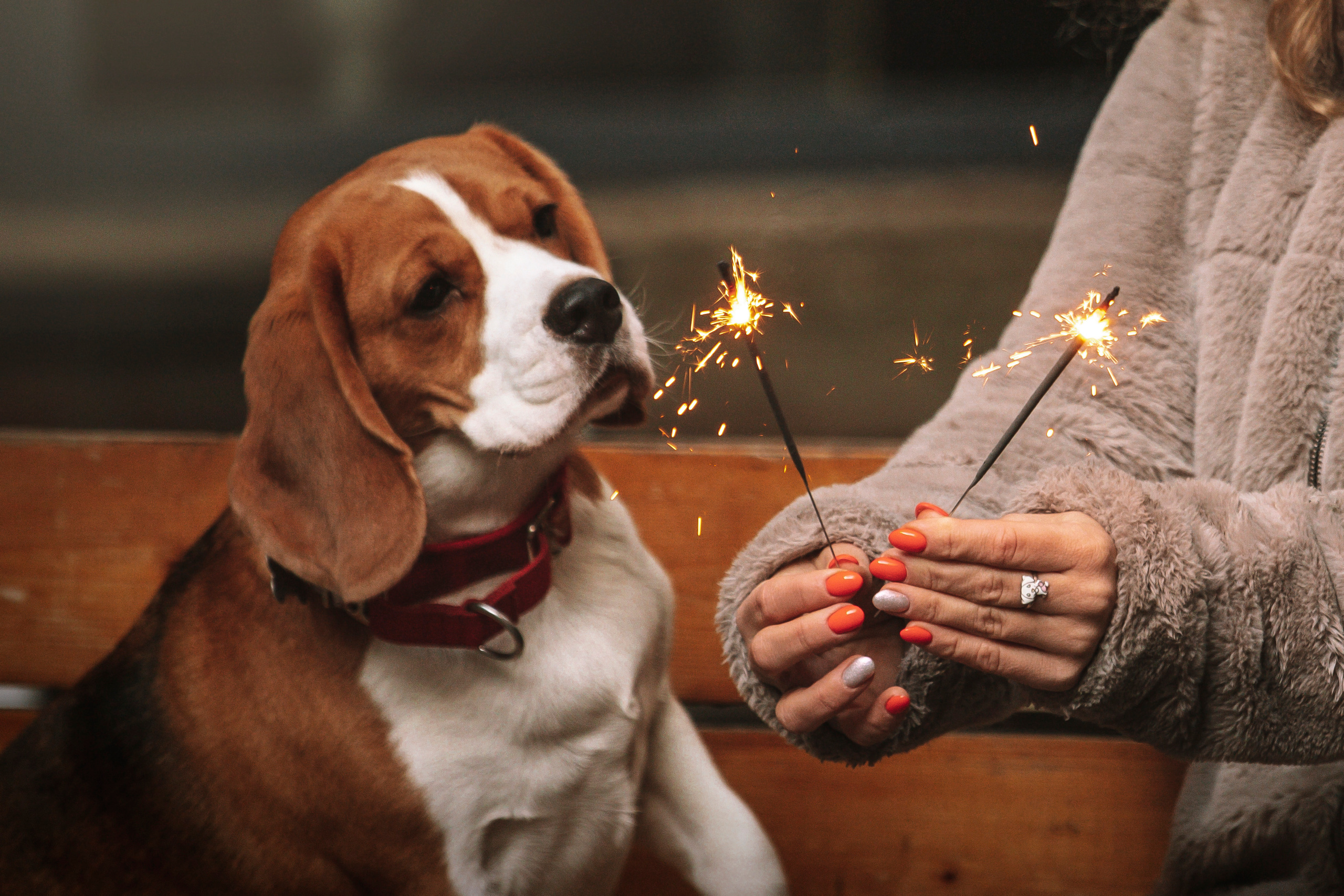 Полина и Бетти. Фотограф — Анималист | Санкт-Петербург