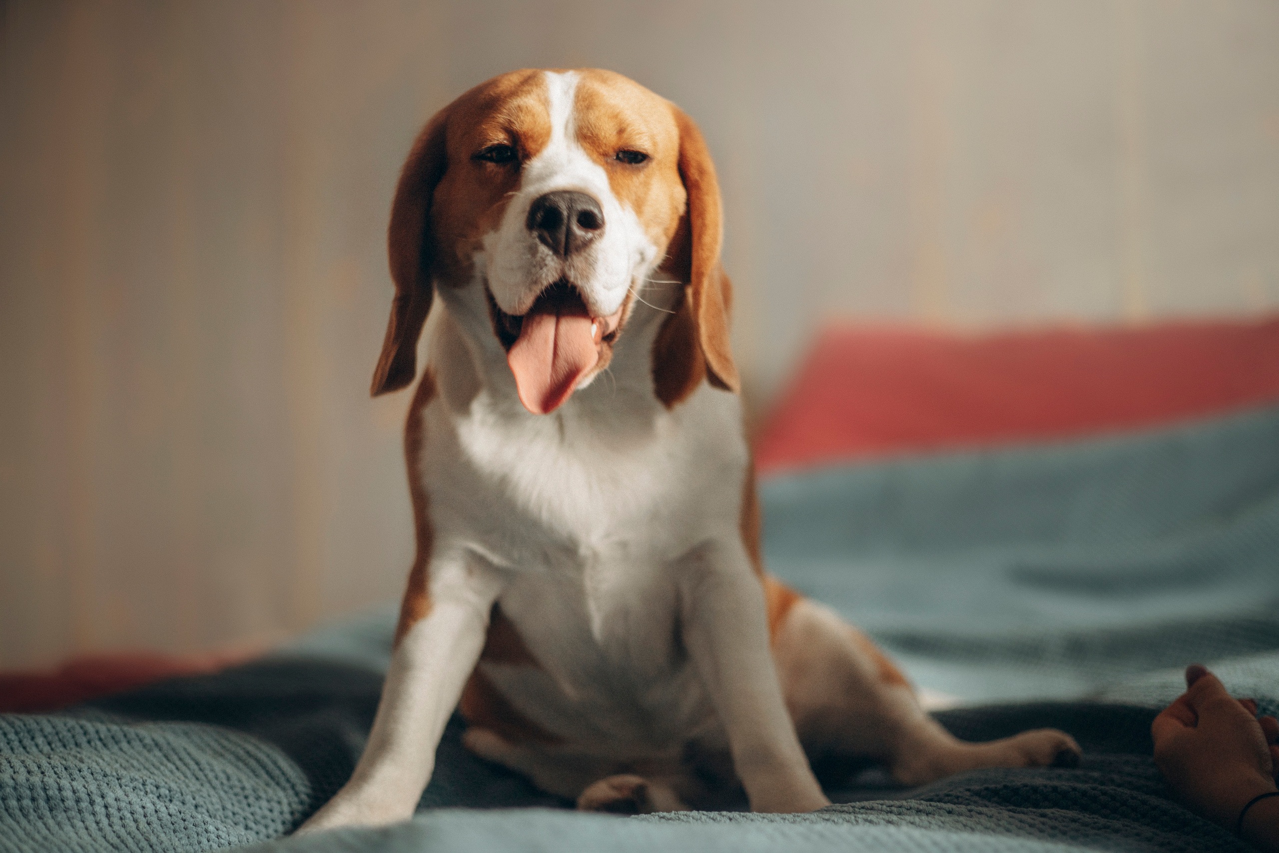 Полина и Бетти. Фотограф — Анималист | Санкт-Петербург