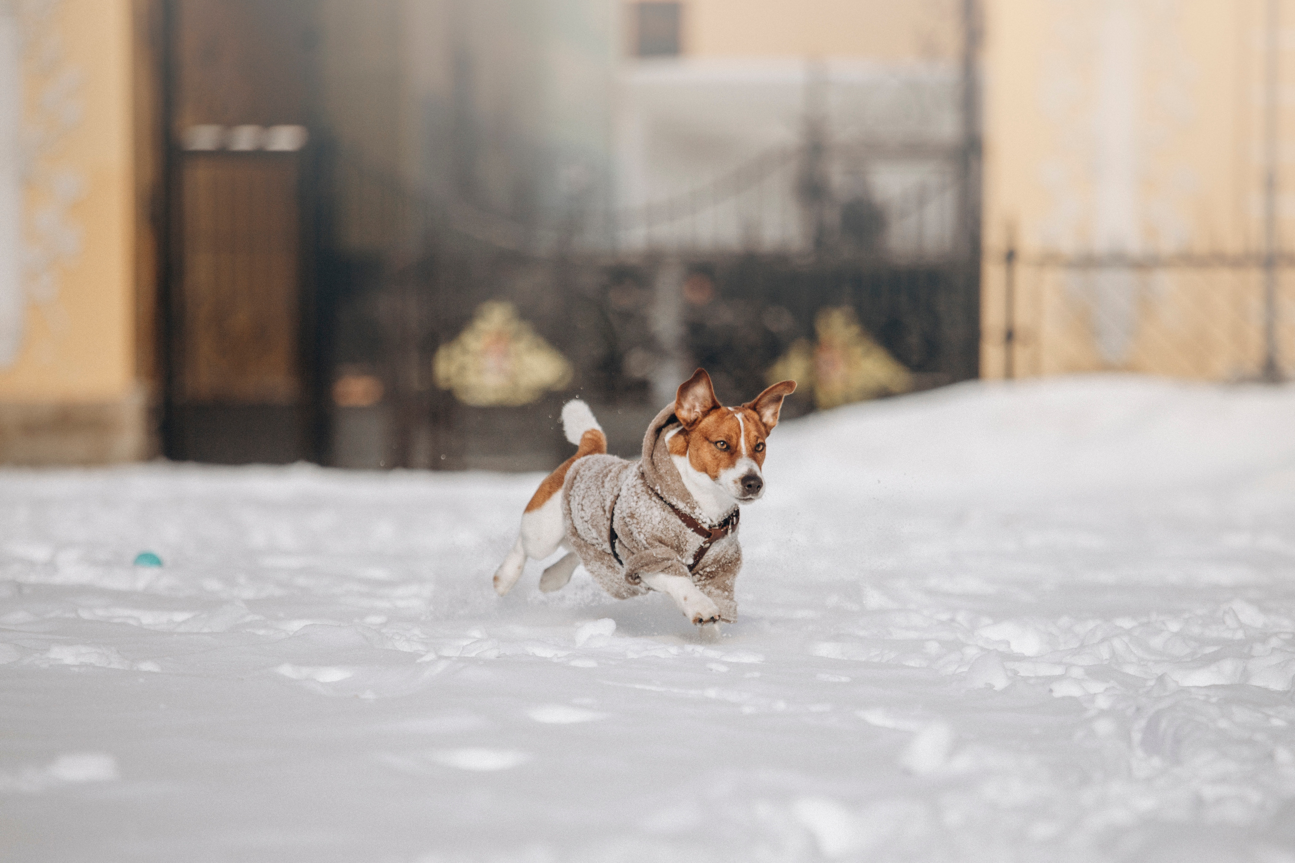 Даша и Бакс. Фотограф — Анималист | Санкт-Петербург