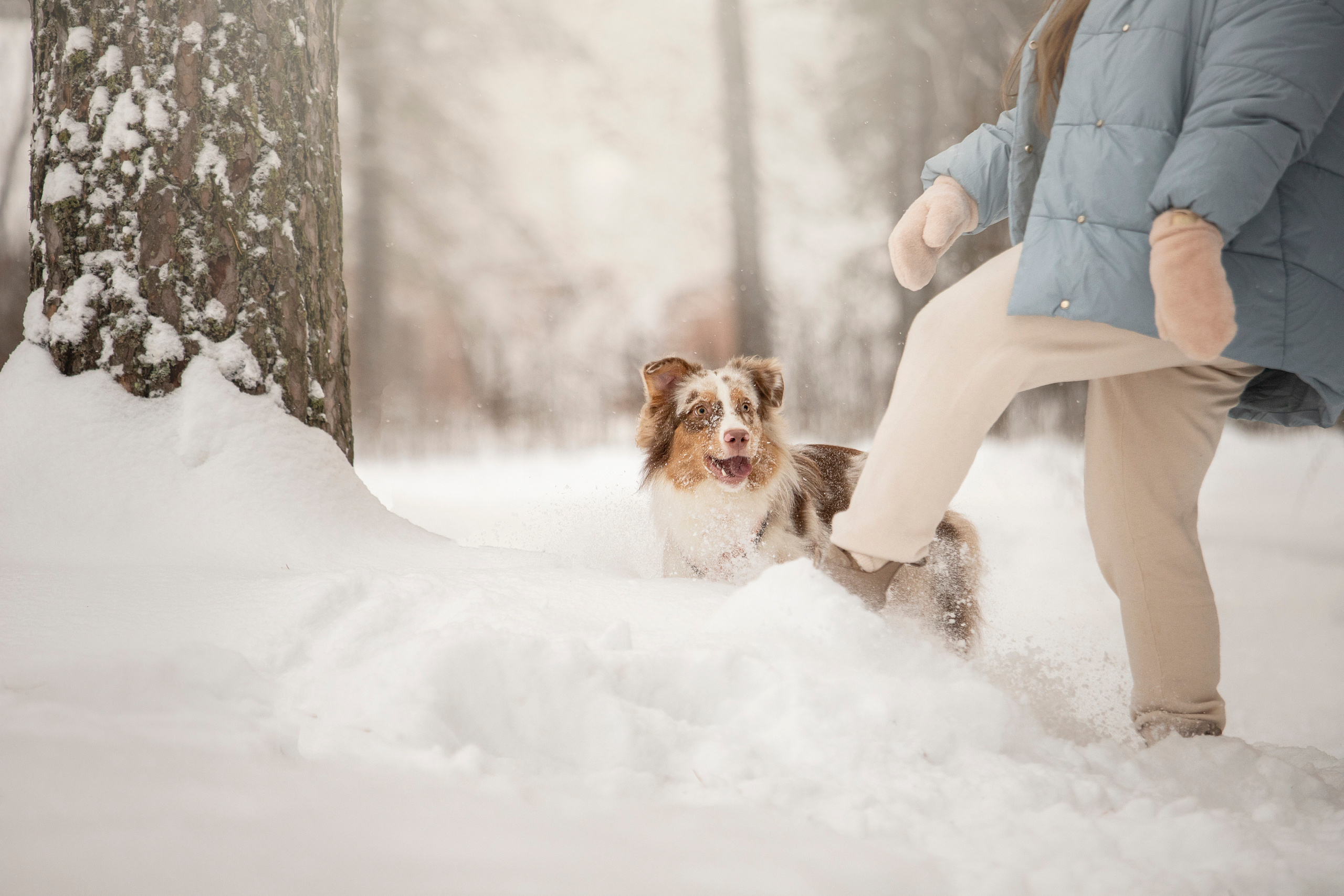 Делик, Скай и их семья. Фотограф — Анималист | Санкт-Петербург