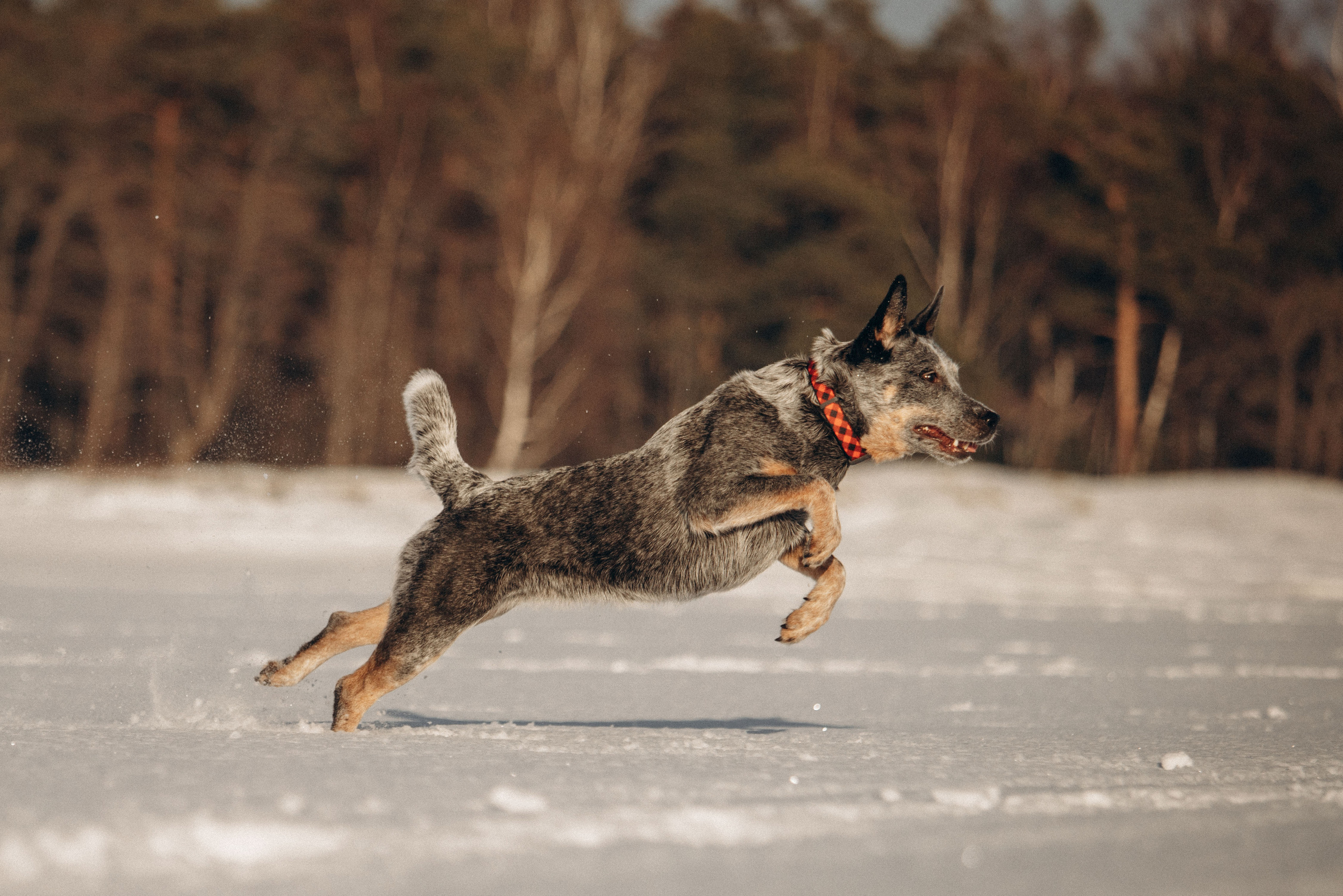 Оля и Мотя. Фотограф — Анималист | Санкт-Петербург