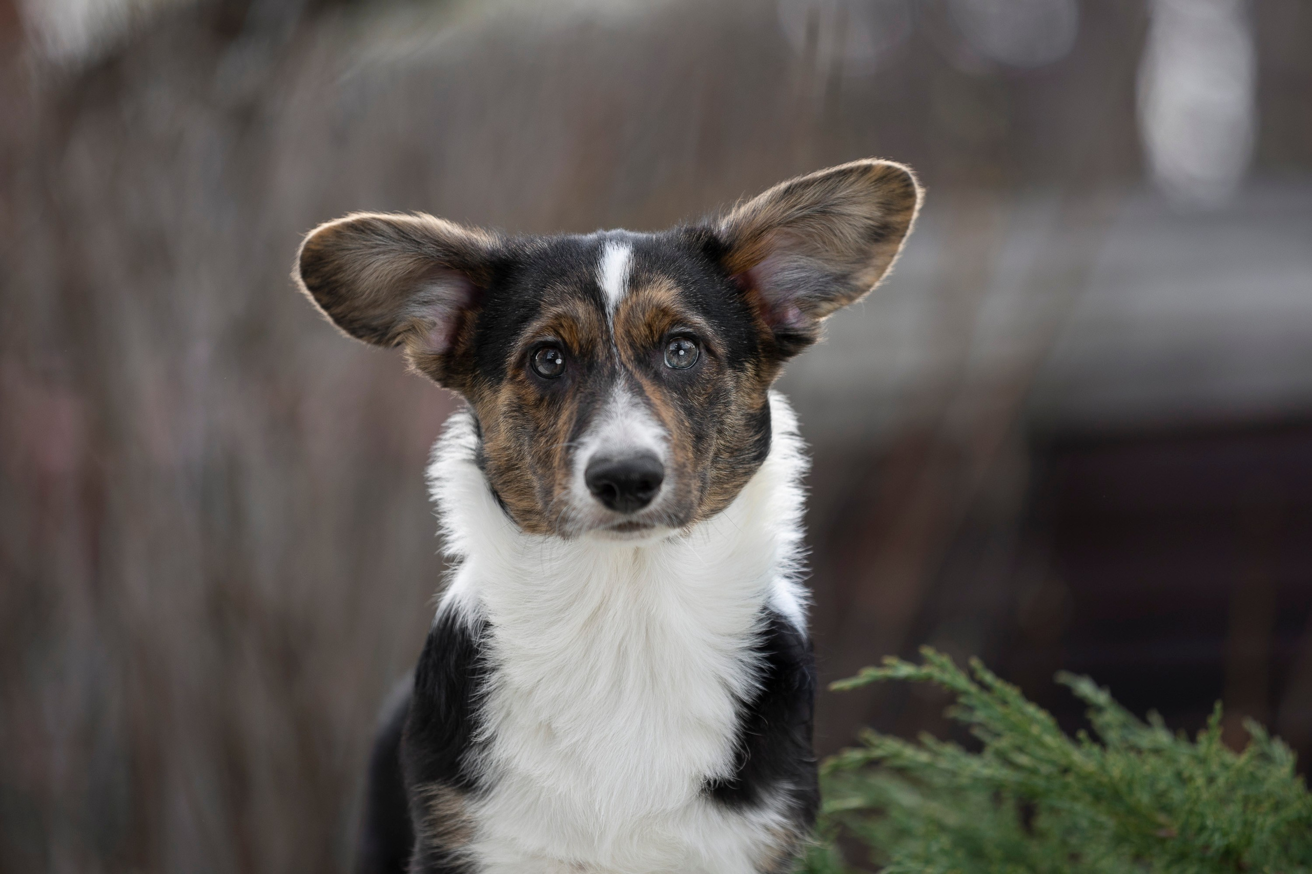 Вельш Корги Кардиган. Фотограф анималист, семейный фотограф, фотограф собак Комратова Мария. г. Москва