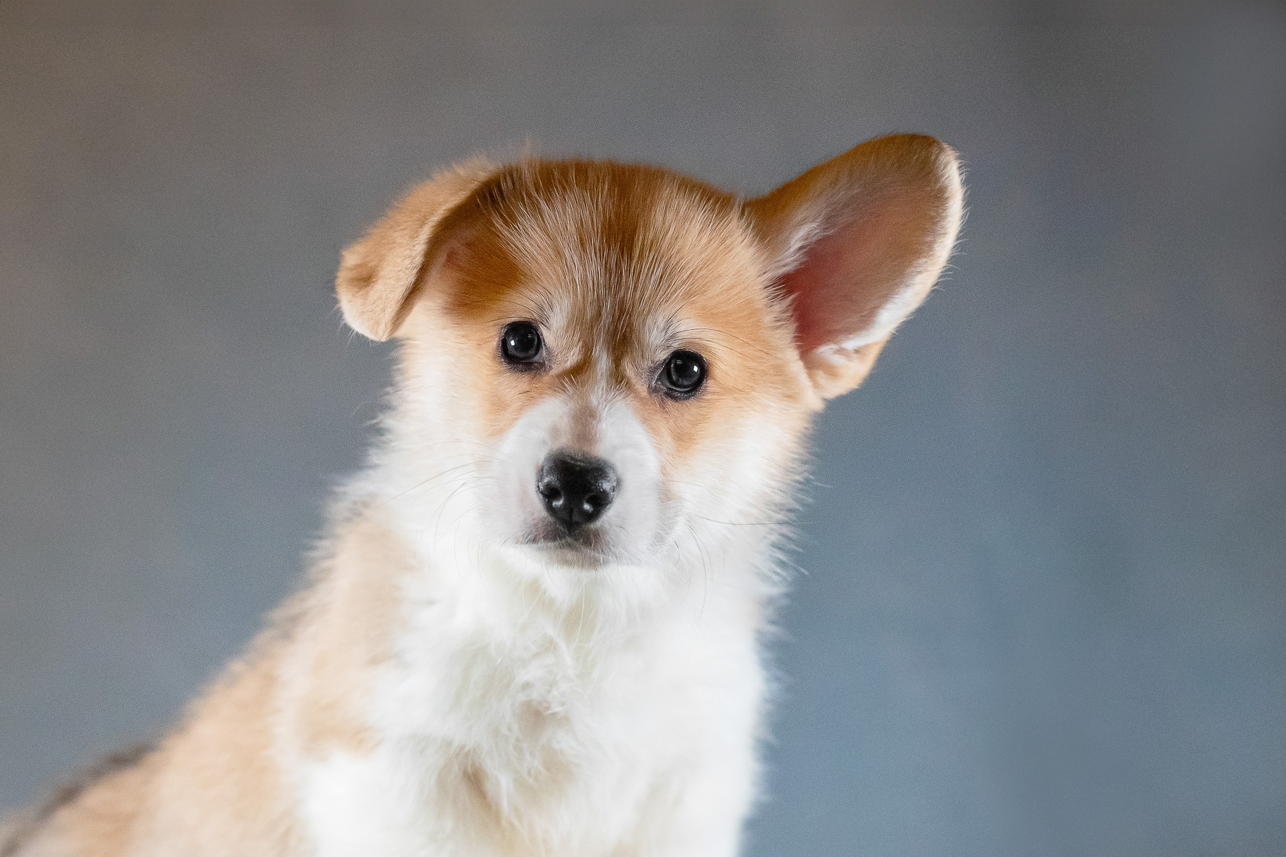 Вельш Корги Пемброк. Фотограф анималист, семейный фотограф, фотограф собак Комратова Мария. г. Москва