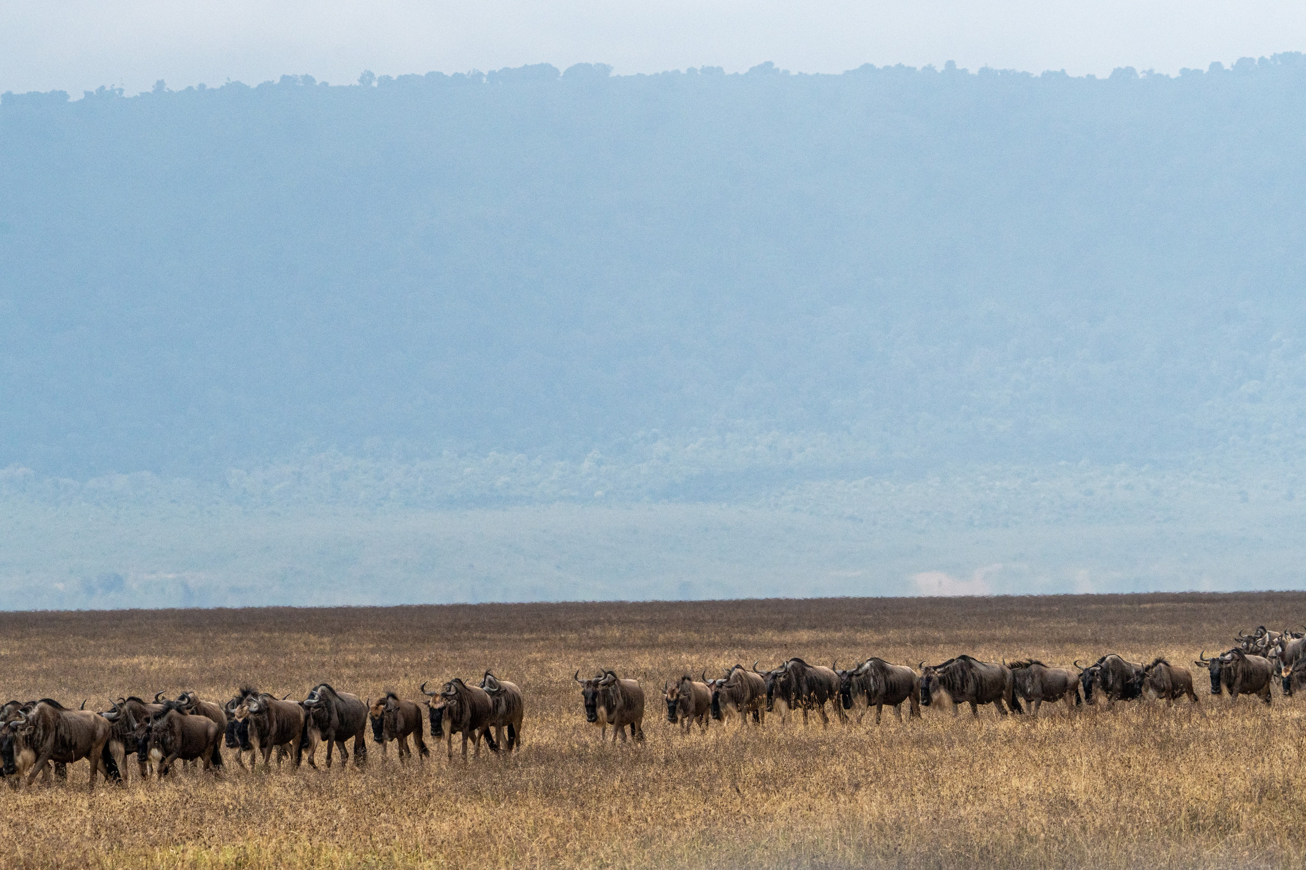 Танзания, сафари, 2025. Творческие сьемки