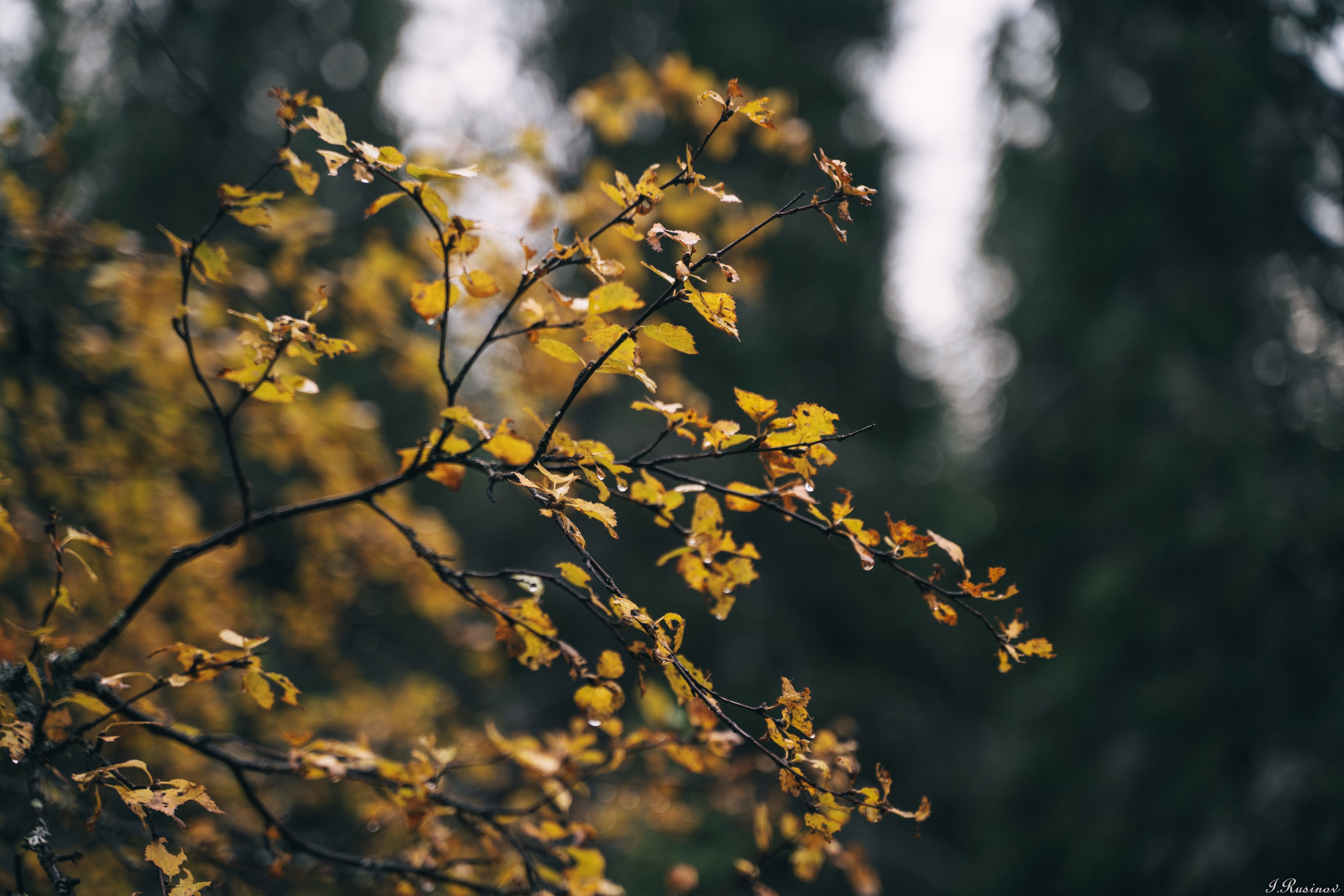 ХИБИНЫ 2021 г. Event фотограф Степанова Александра