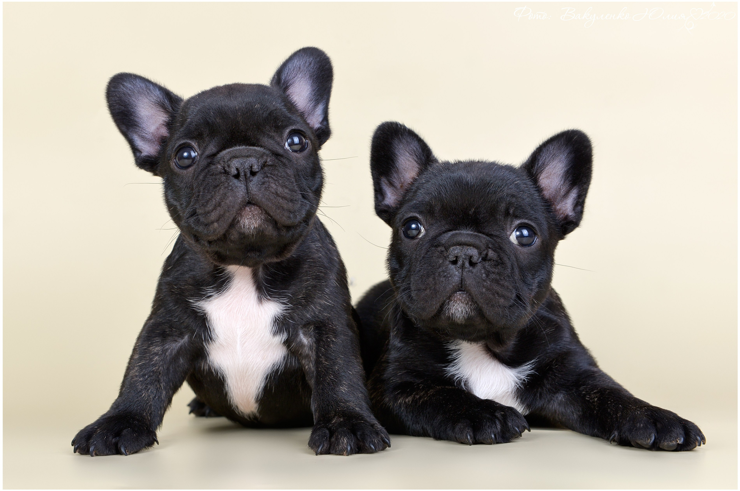 Студийная съемка. Фотограф анималист | семейный Юлия Вакуленко, г. Краснодар