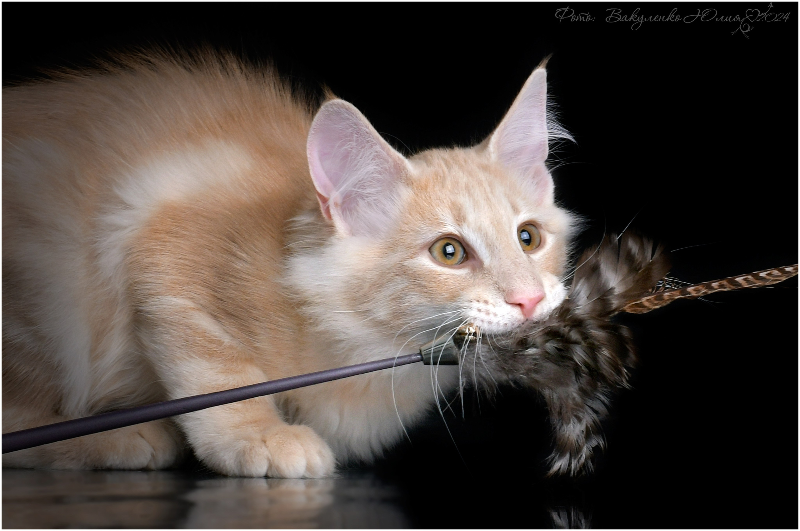 Взрослые. Фотограф анималист | семейный Юлия Вакуленко, г. Краснодар