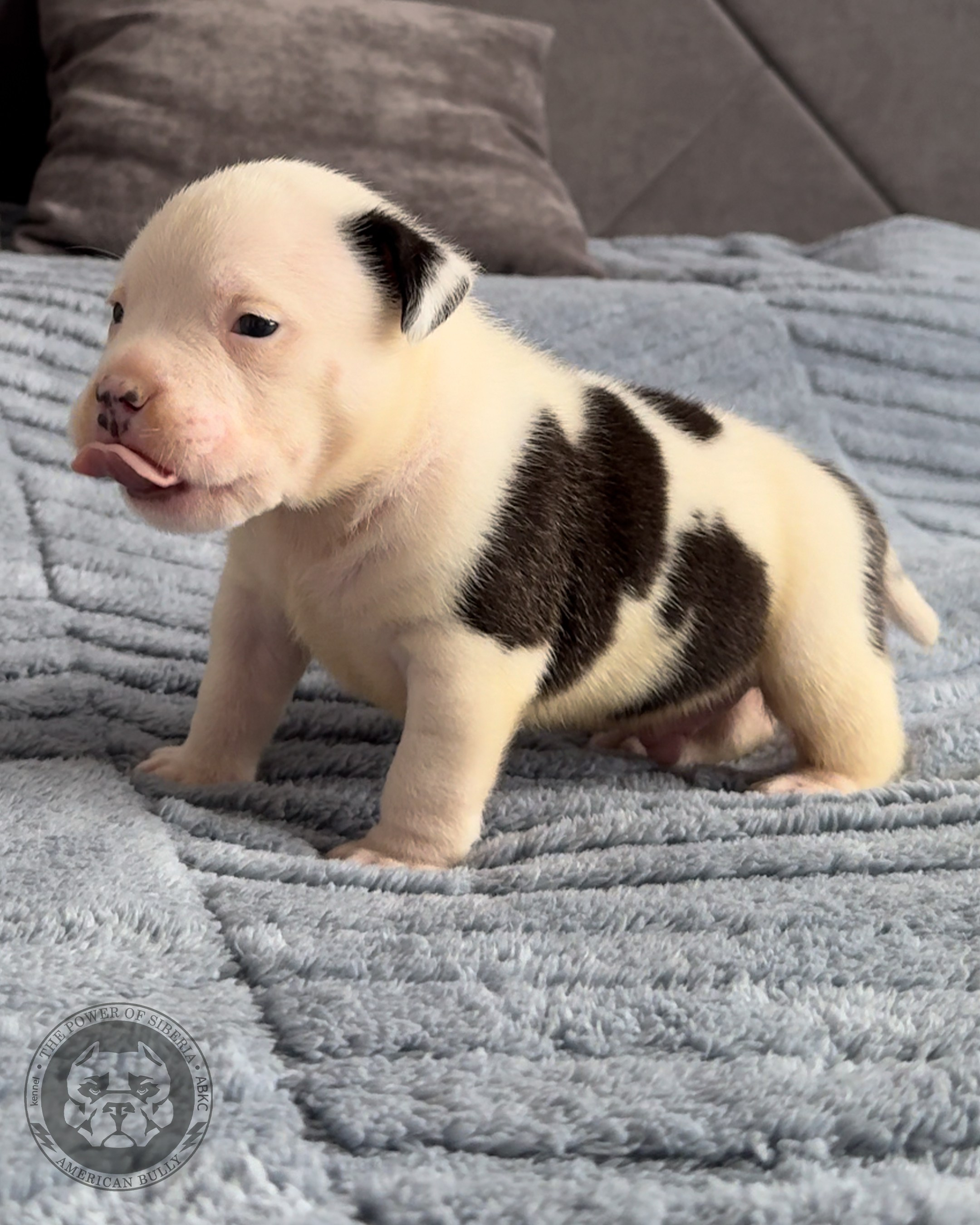 Свободные щенки Американский Булли, в типах покет, классик, стандарт. Американский Булли в г. Ростов-на-Дону. Питомник THE POWER OF SIBERIA