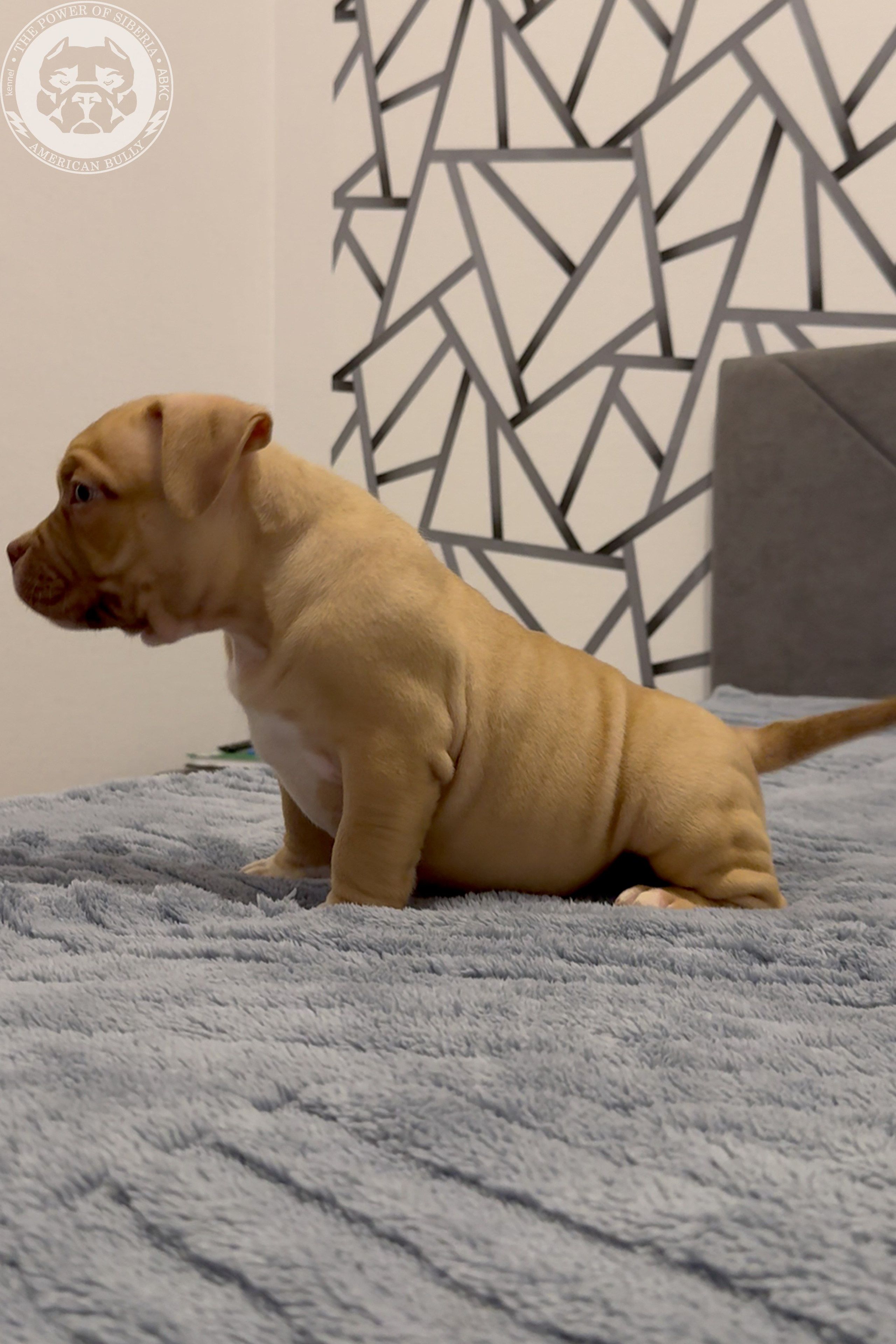 21.02.26-Мила-Турук. Американский Булли в г. Ростов-на-Дону. Питомник THE POWER OF SIBERIA