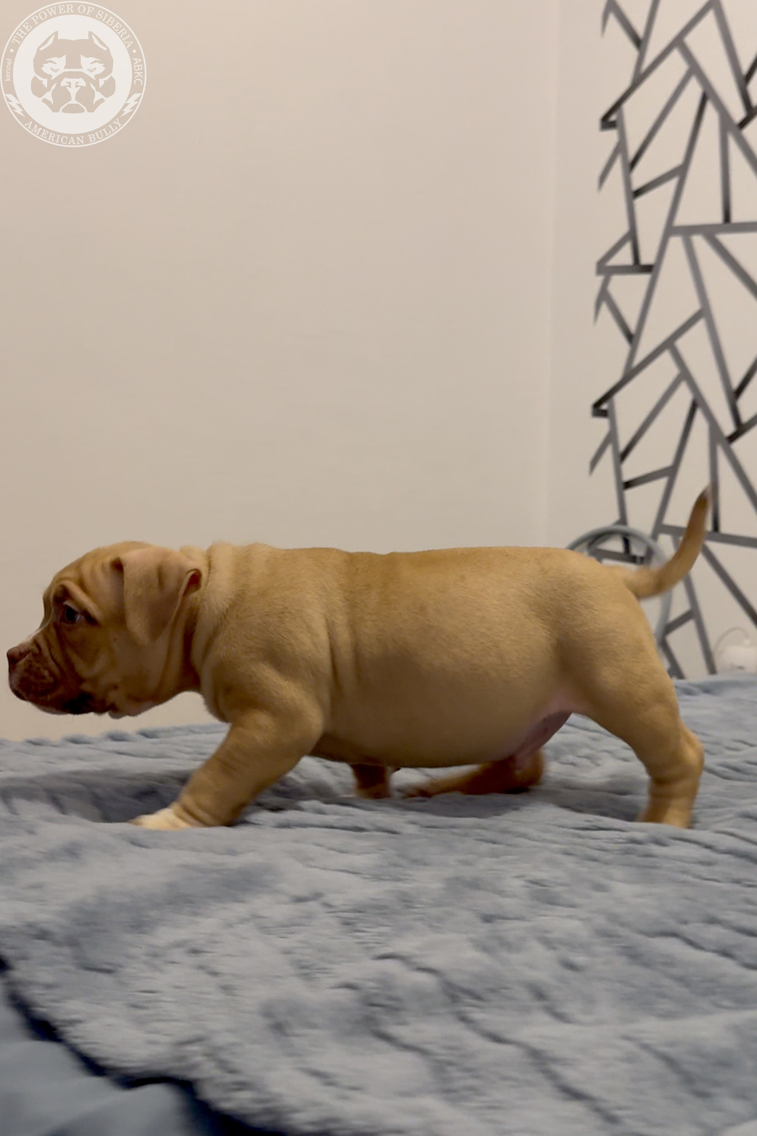 21.02.26-Мила-Турук. Американский Булли в г. Ростов-на-Дону. Питомник THE POWER OF SIBERIA