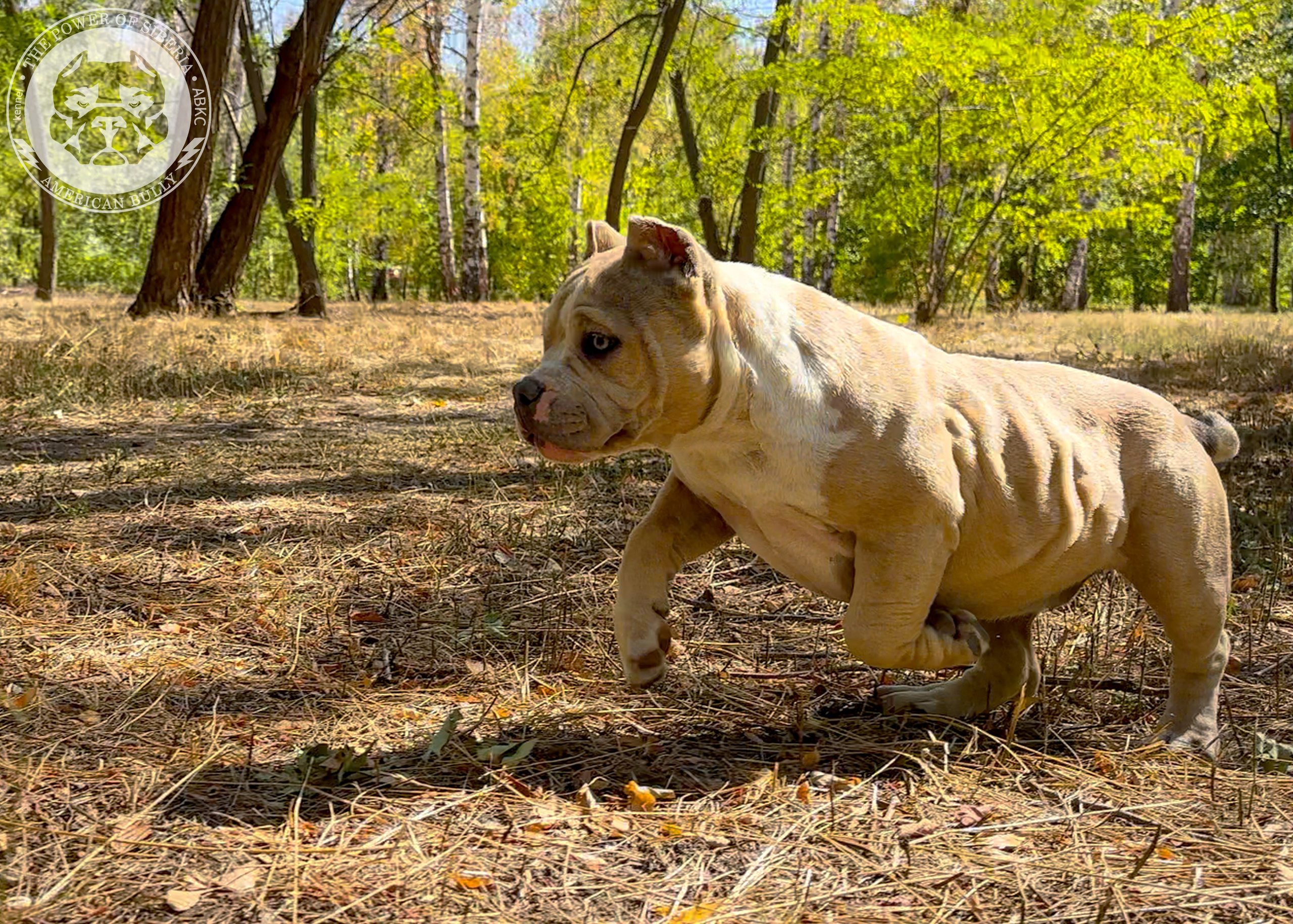 Помет Каспер и Тагира. 21.04.25. Американский Булли в г. Ростов-на-Дону. Питомник THE POWER OF SIBERIA