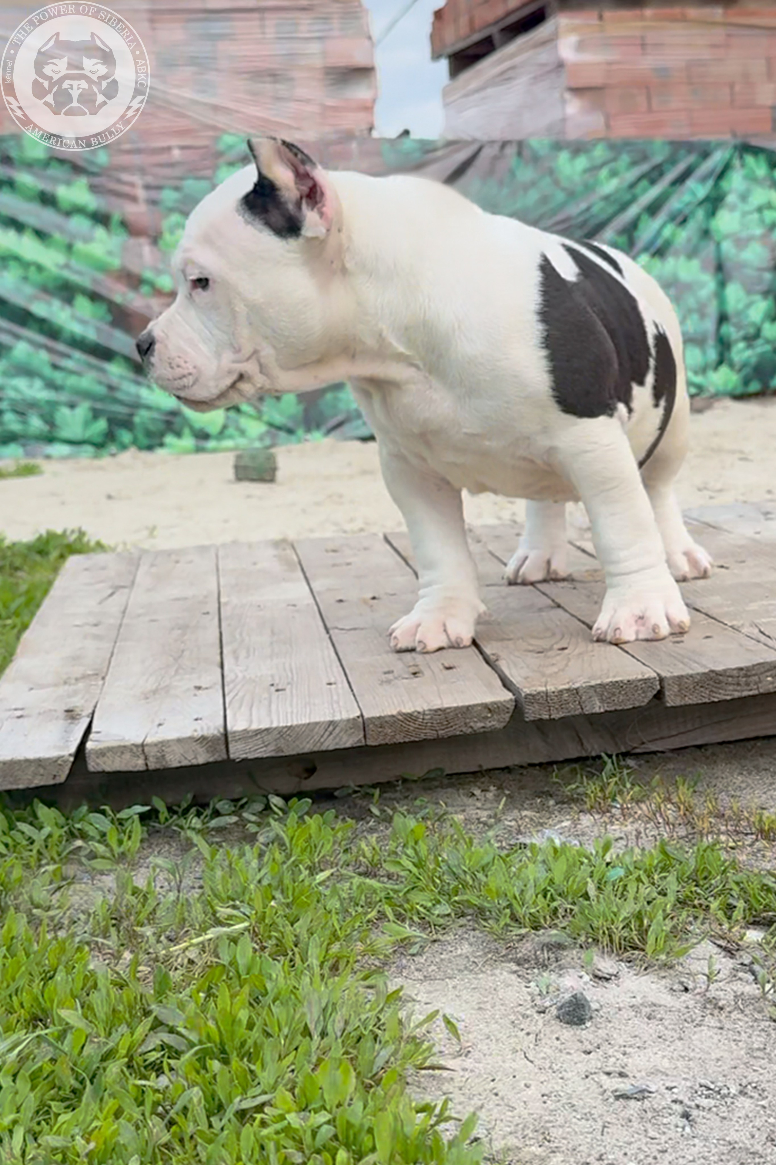 Свободные щенки Американский Булли, в типах покет, классик, стандарт. Американский Булли в г. Ростов-на-Дону. Питомник THE POWER OF SIBERIA