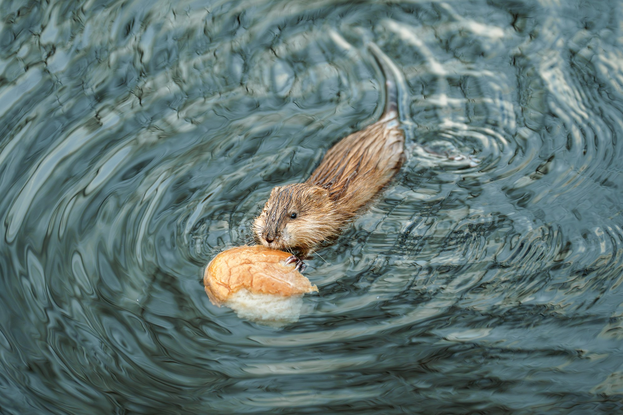 Животные. Ваш личный фотограф Марина Волкова