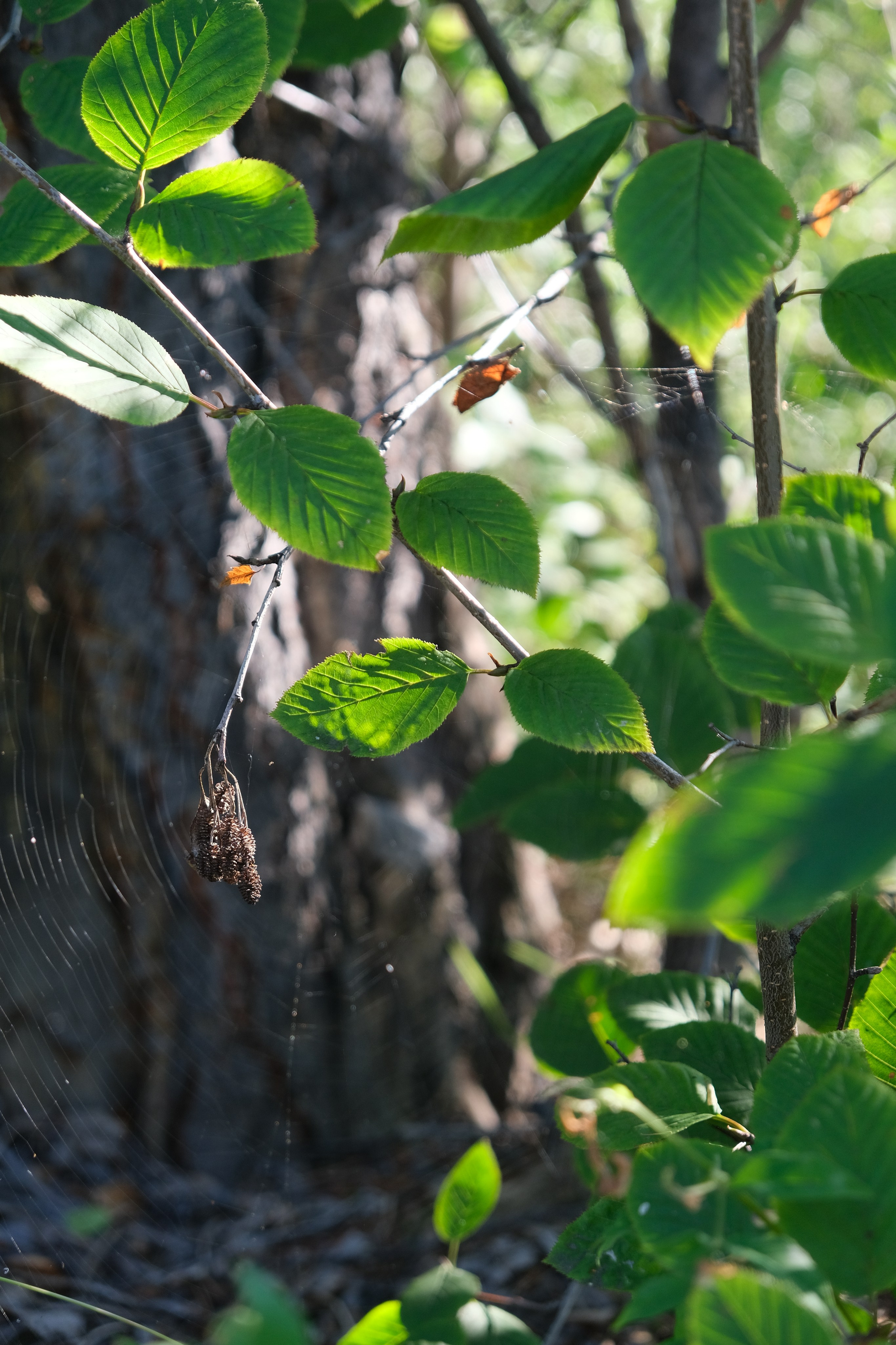 Балет на Байкале. Сэсэг — дочь степи | семейный фотограф