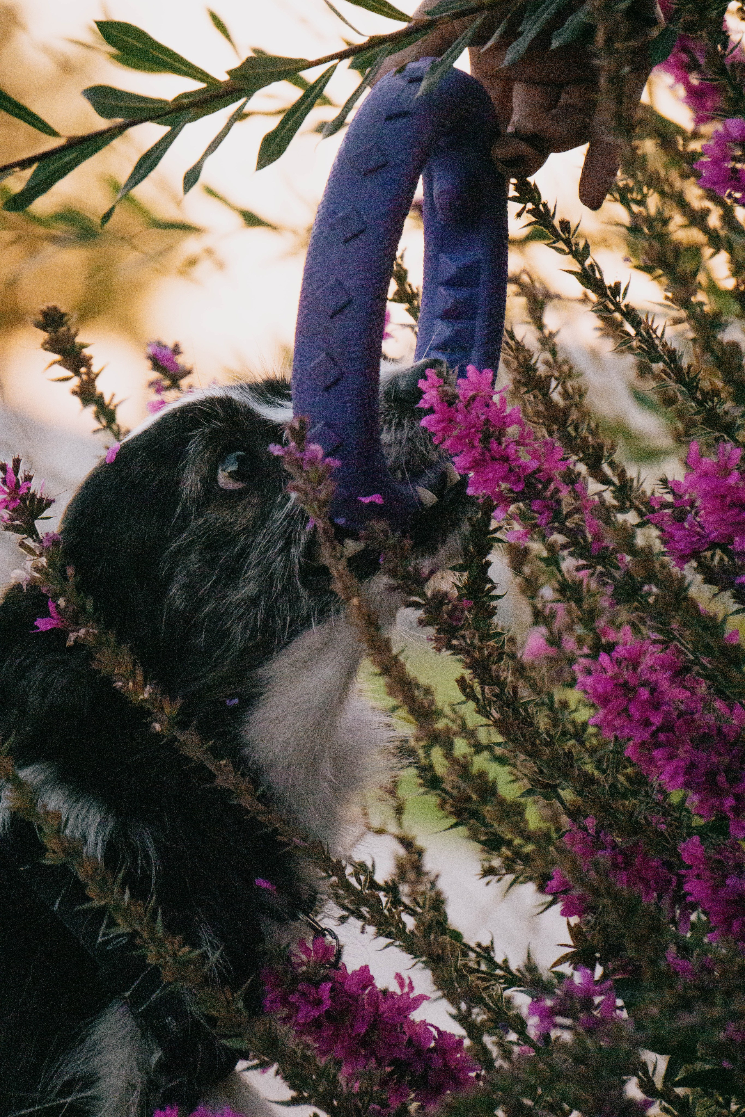 Даша и Тюбик. Фотограф-анималист Ксения Воробьева, Москва
