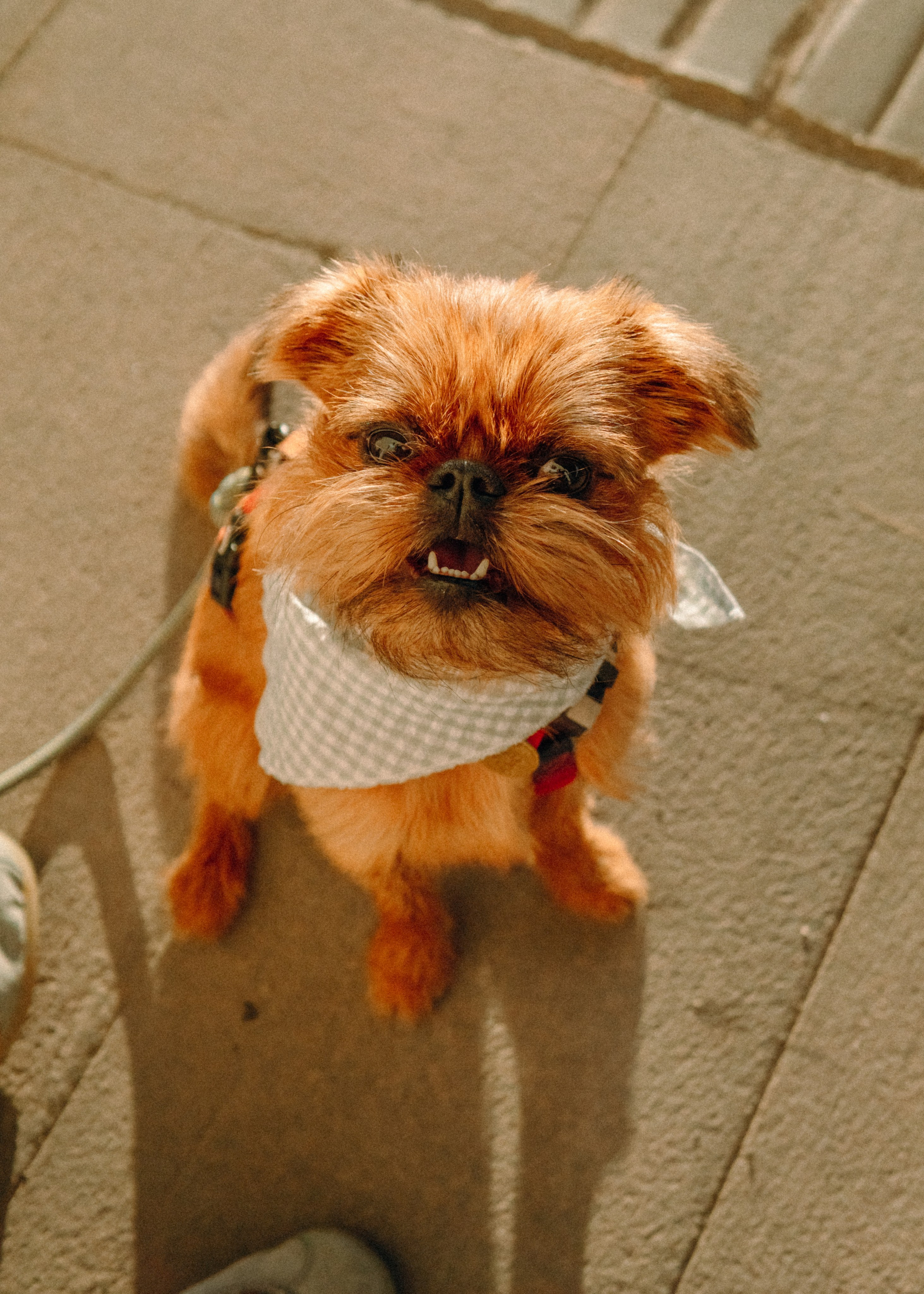 Лена и Альфи. Фотограф-анималист Ксения Воробьева, Москва