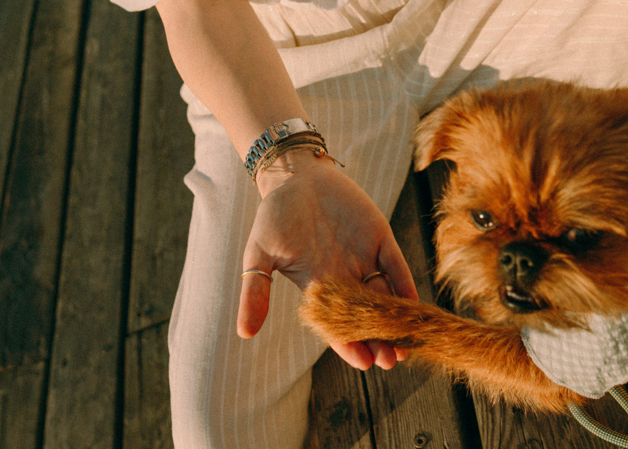 Лена и Альфи. Фотограф-анималист Ксения Воробьева, Москва