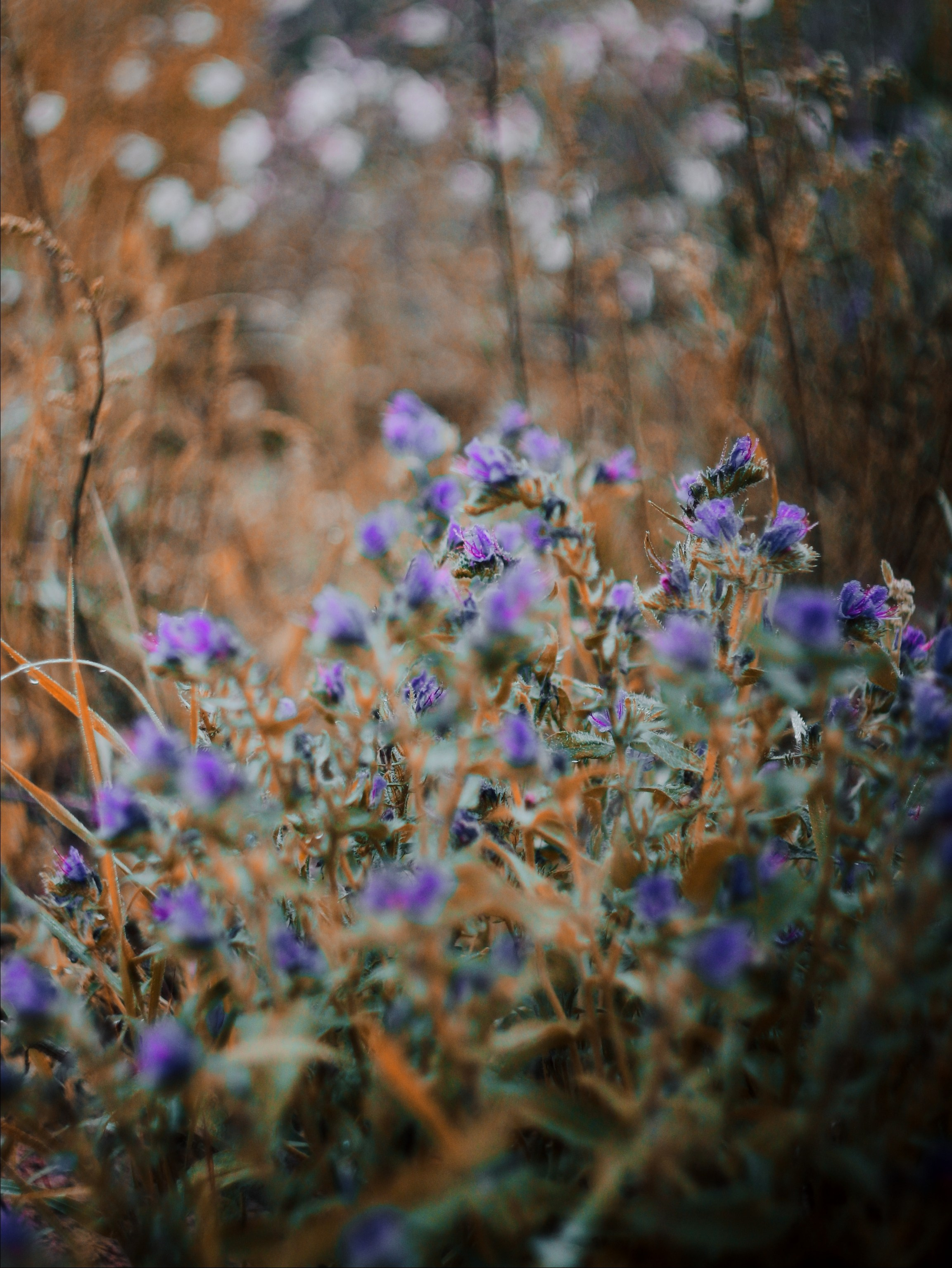 Меланхолия августа. С любовью, фотохудожник