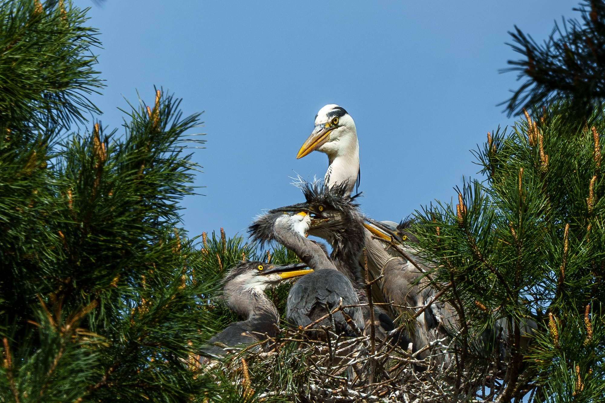 Удивительные мир птиц. Вокруг нас столько прекрасного — присмотритесь!. Ваш личный фотограф Марина Волкова
