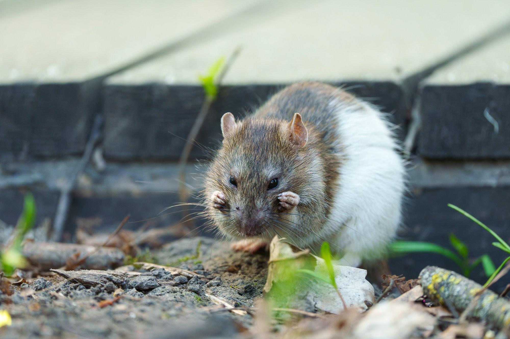Животные. Ваш личный фотограф Марина Волкова