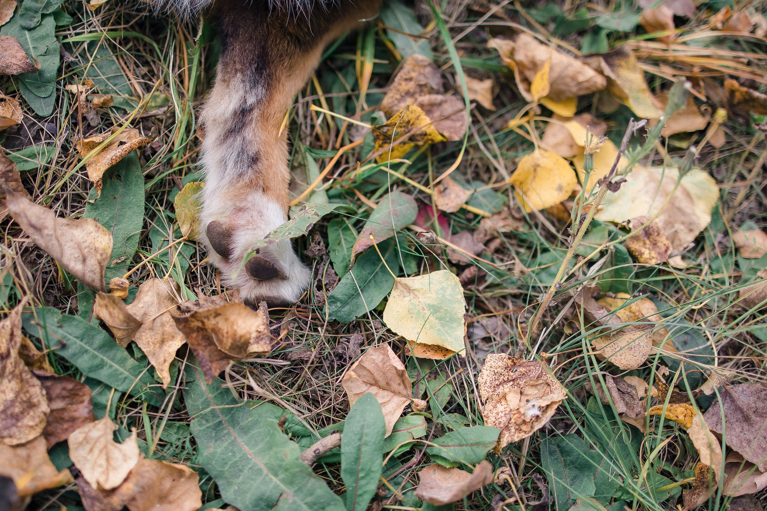 Аусси Дэймон. Свадебный и женский фотограф
