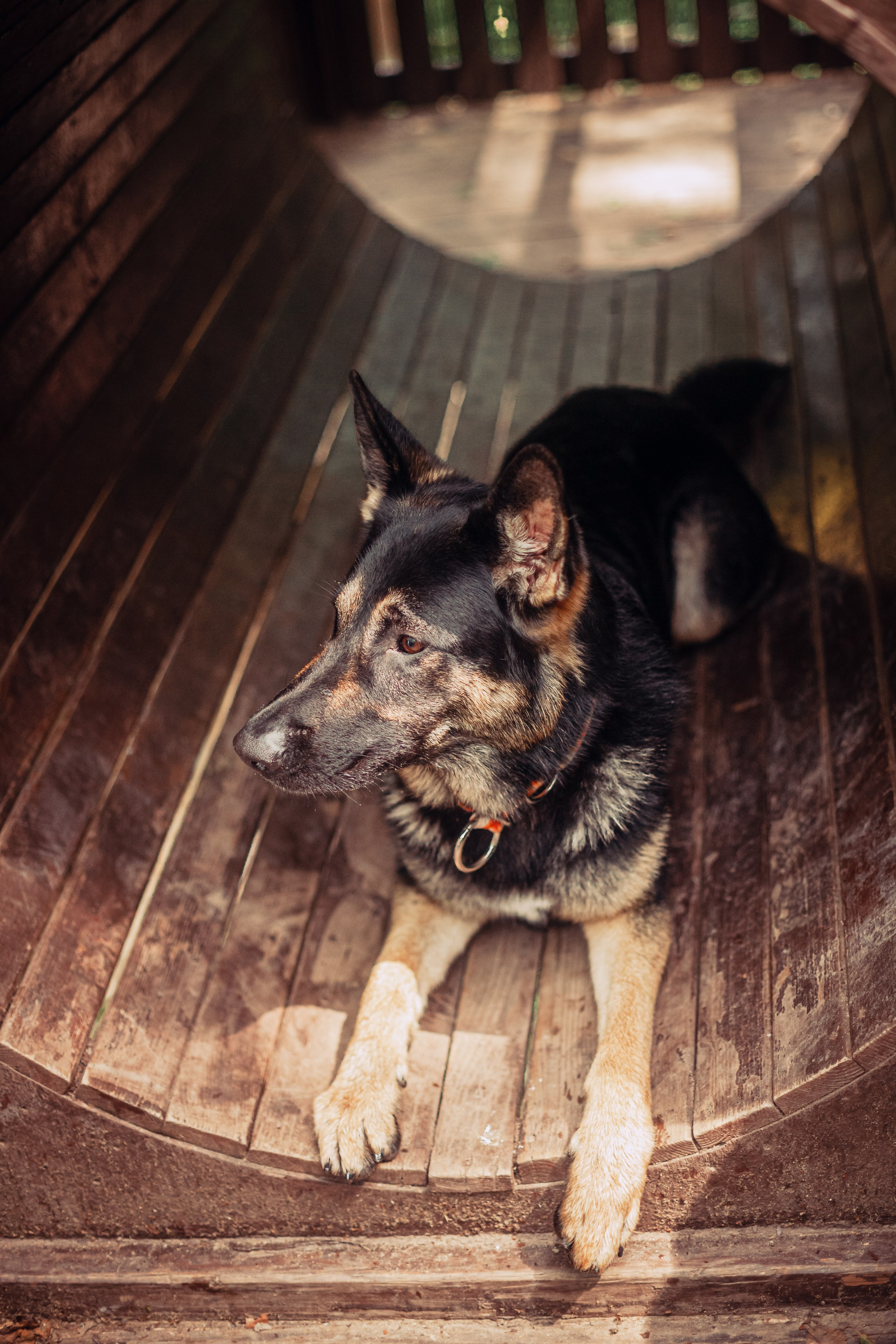 Лесная летняя фотопрогулка. Фотограф-анималист Татьяна Степанова