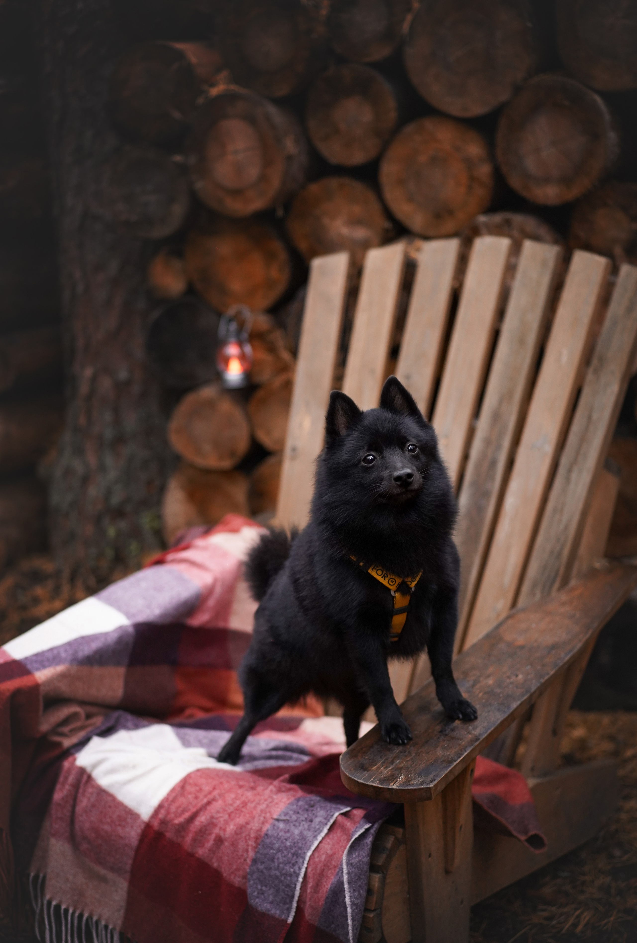 Аня Мишель Арчи и Майкл. Фотограф-анималист в Санкт-Петербурге Яна Мартынова