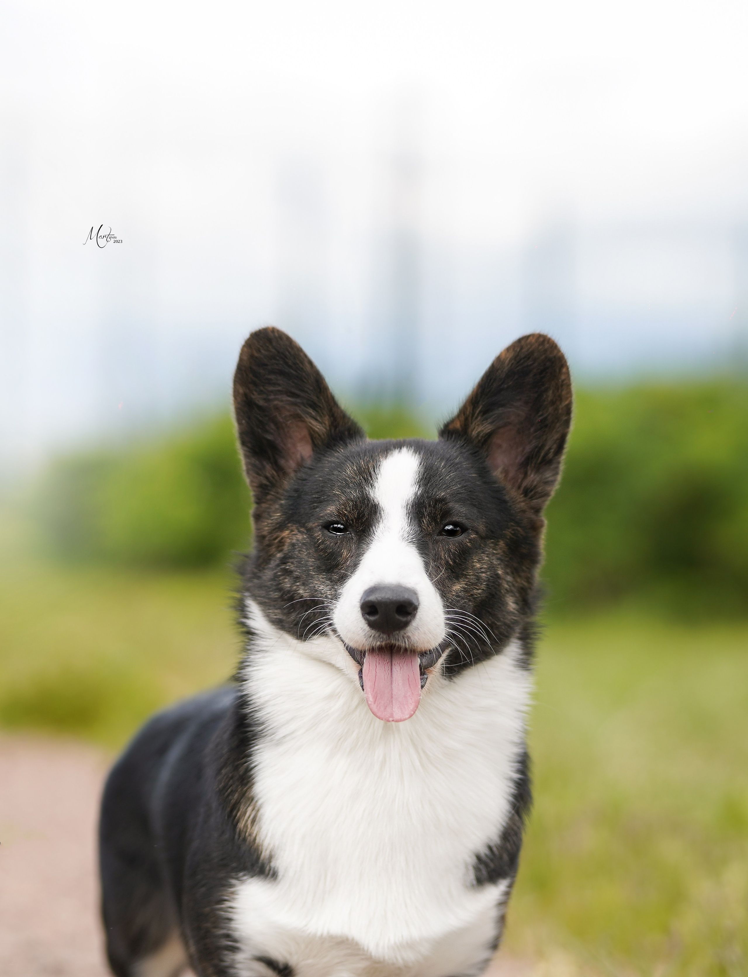 Выставки 2023. Фотограф-анималист в Санкт-Петербурге Яна Мартынова