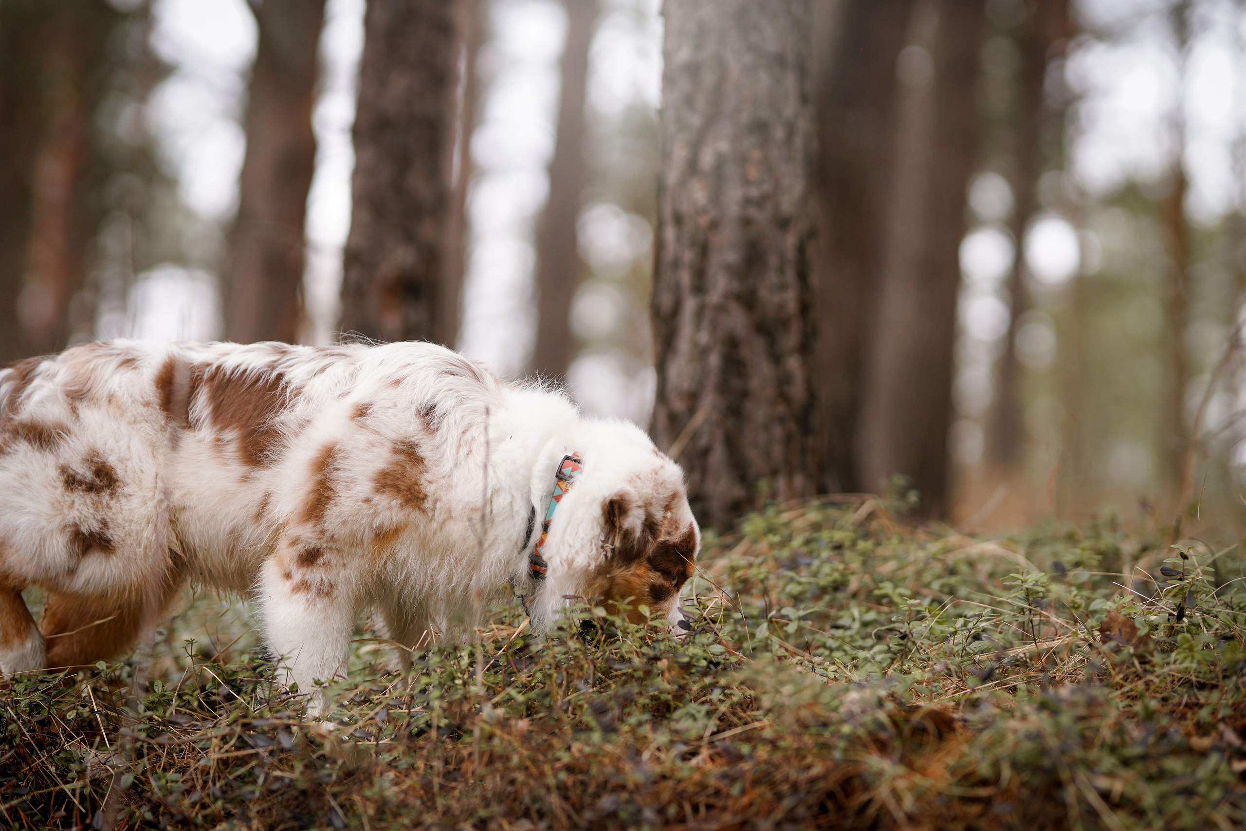 Панда и Эста. Фотограф-анималист в Санкт-Петербурге Яна Мартынова