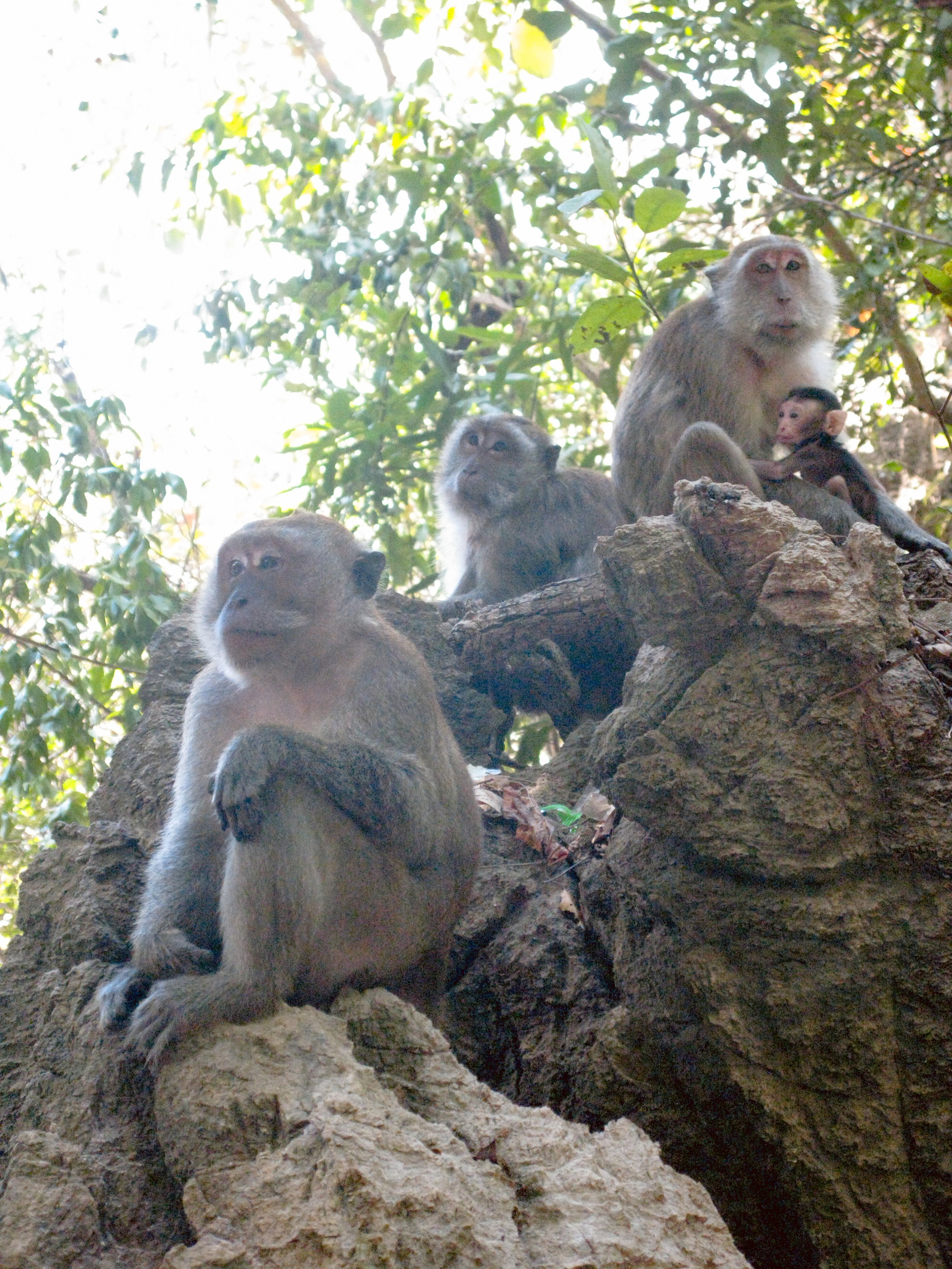 Thai. Фотограф Миланазавр