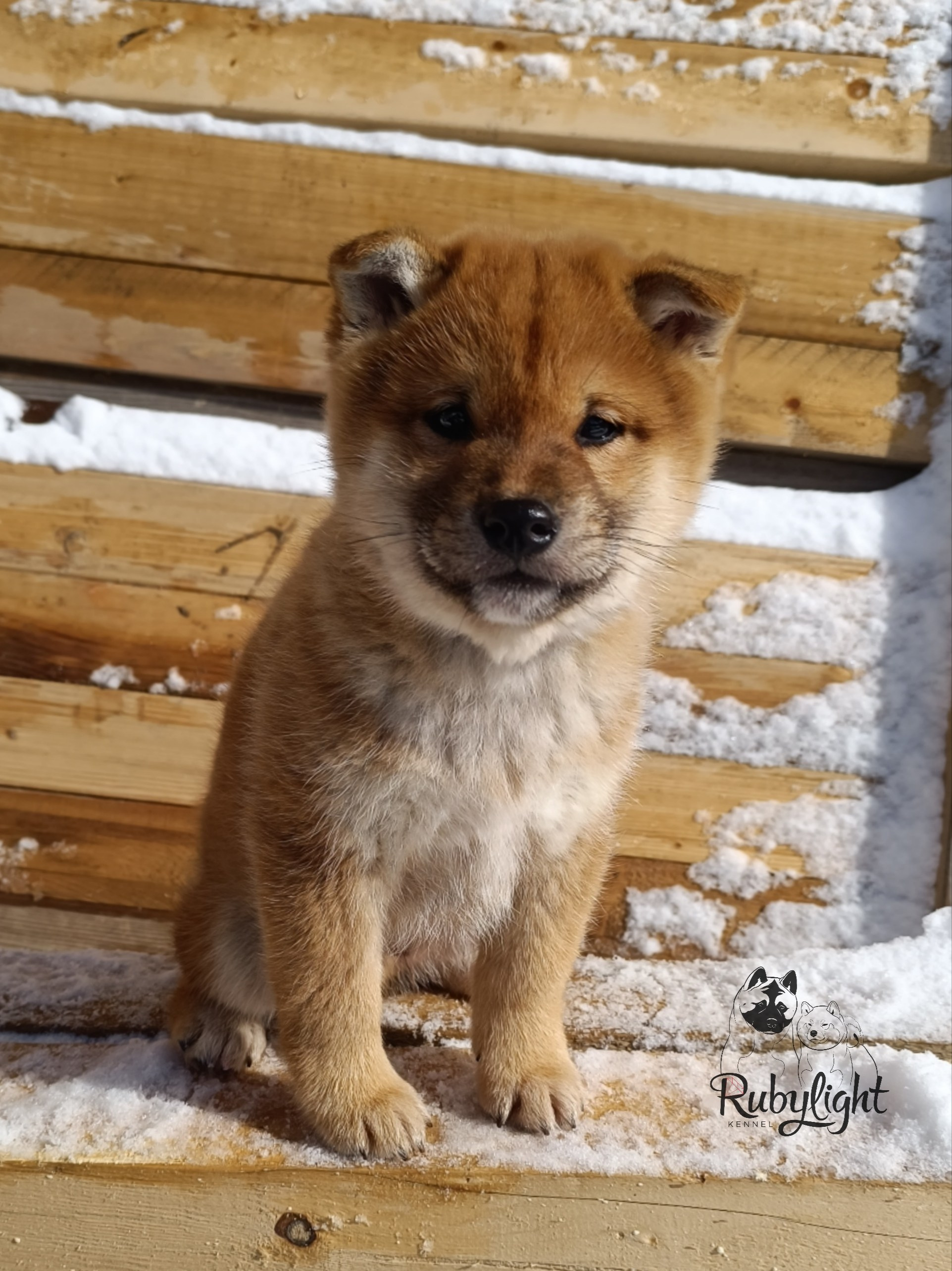 Сиба Rubylight Everest питомник Рубилайт 