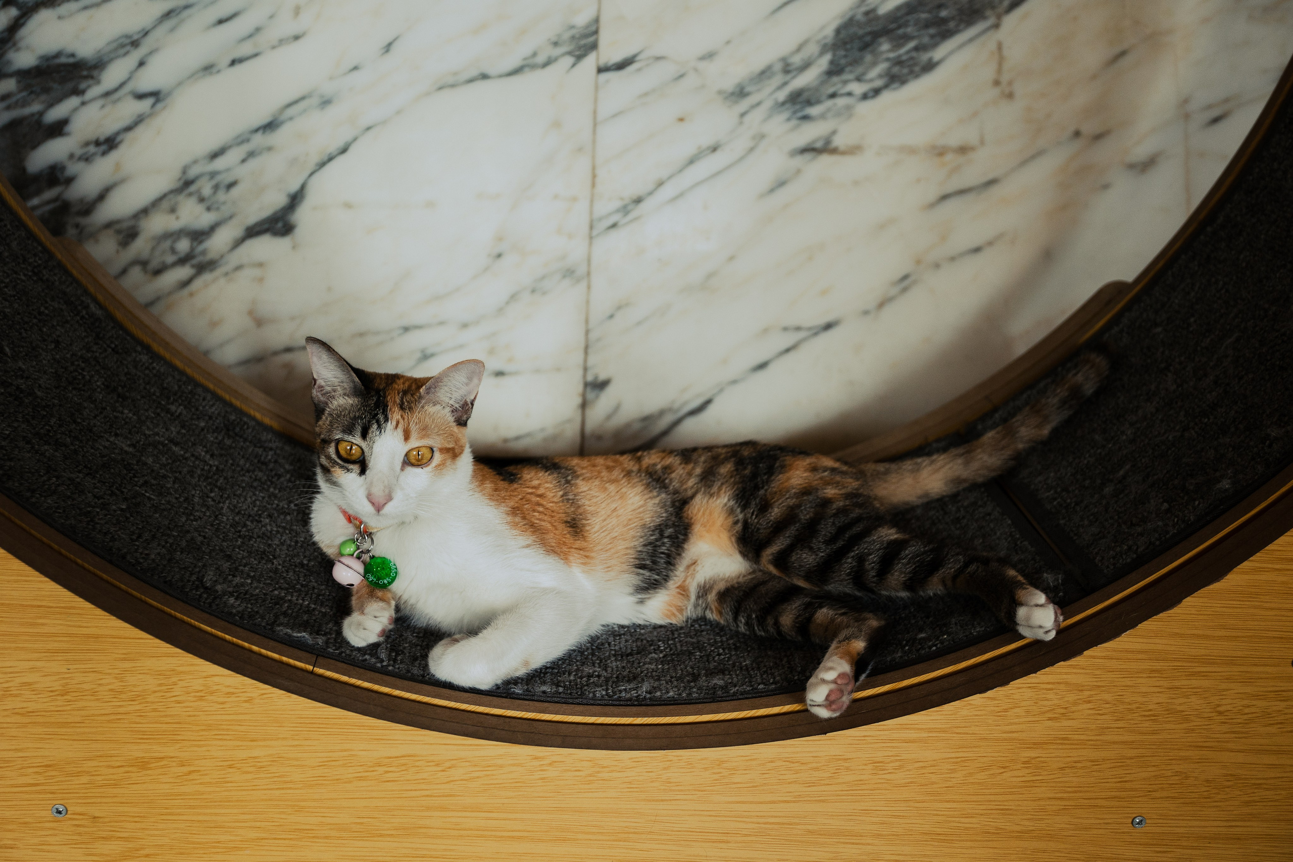 Cazz Cafe. Фотограф Сонкина Татьяна