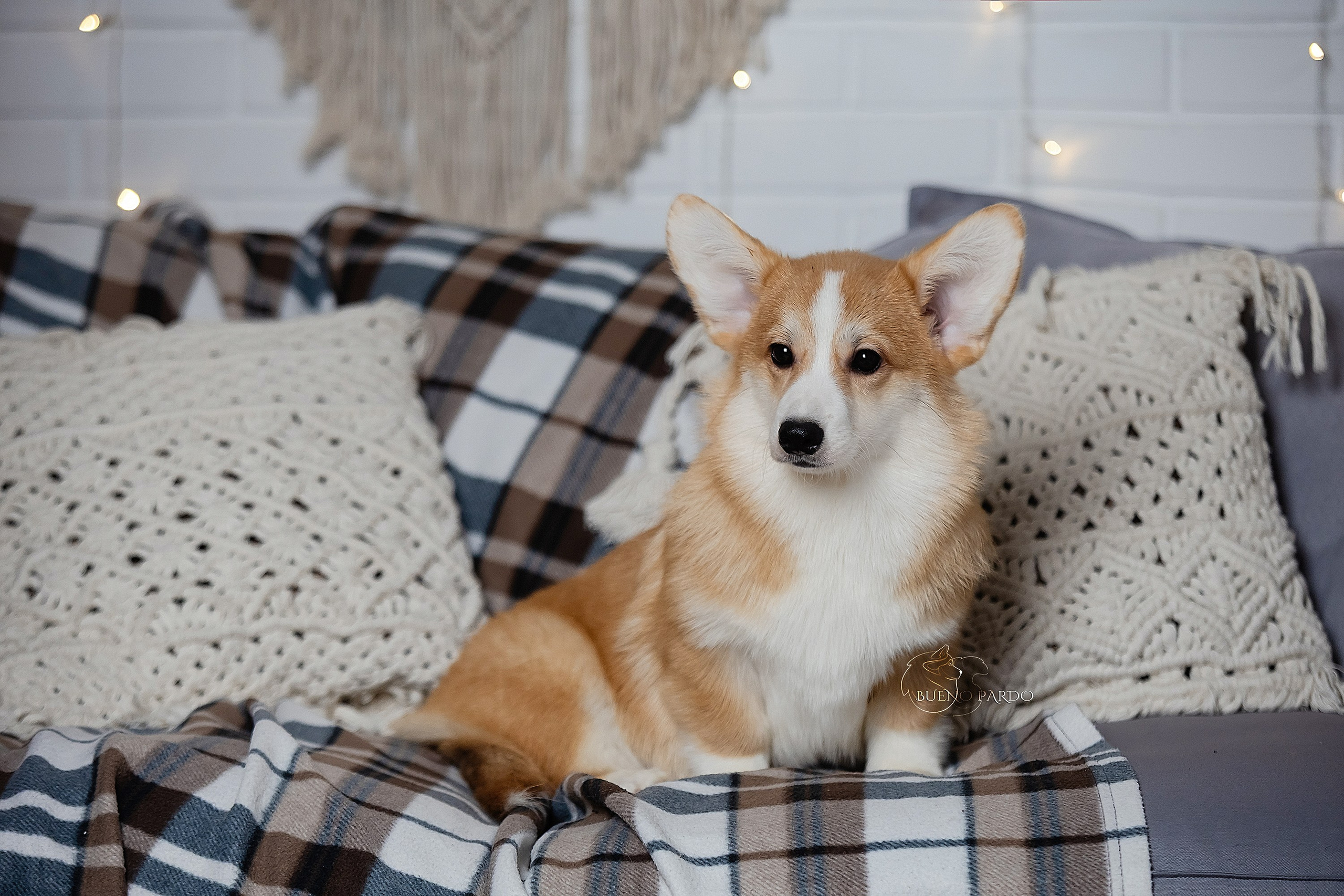 А — Кола и Цесей. Kawaii Kuma питомник собак пород Корги пемброк, Акита ину, Сиба