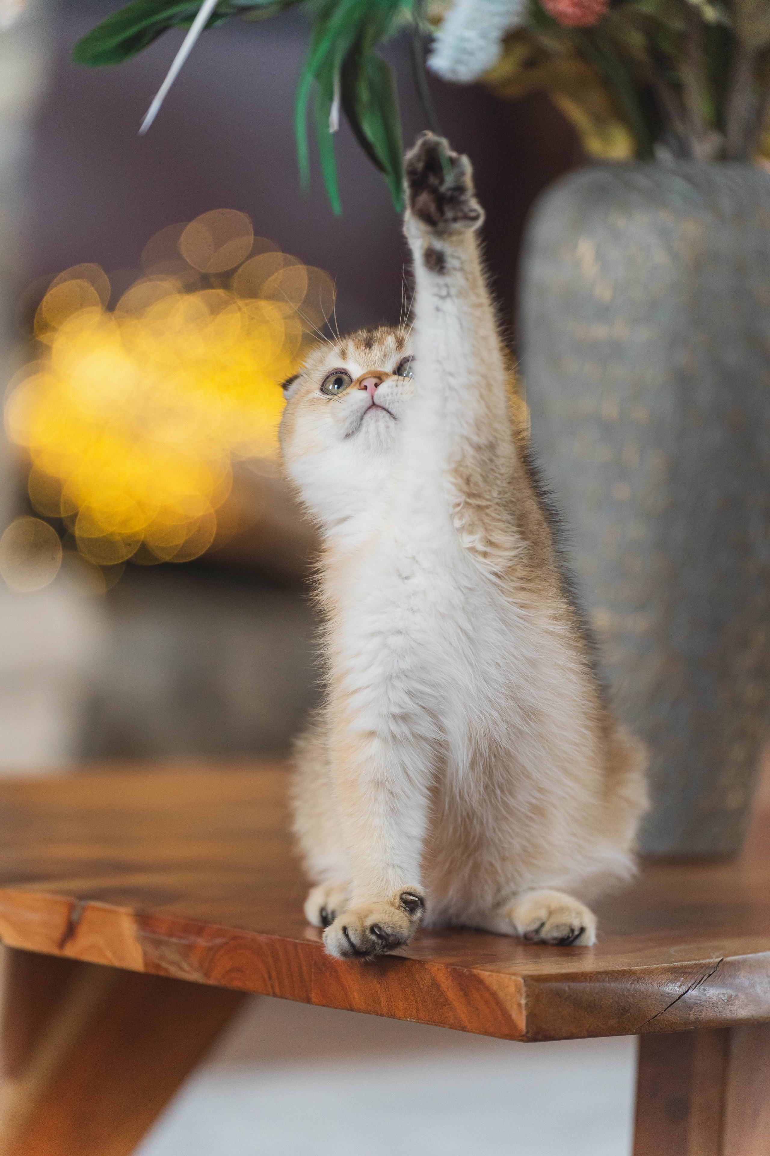 Питомник Шотландских кошек. Фотограф в Москве Ленарская Дарья